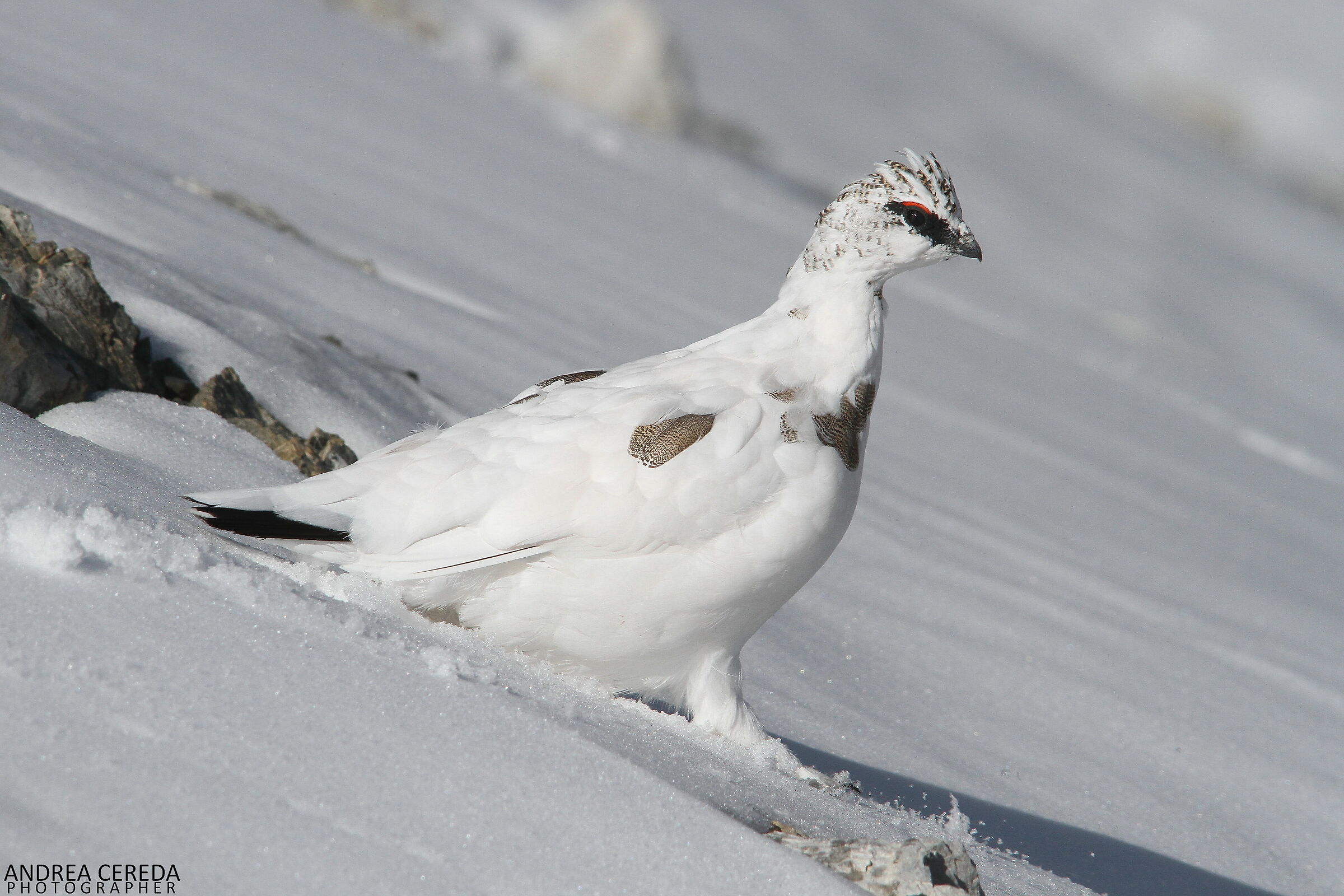 Lagopus muta ssp helvetica - Pernice bianca