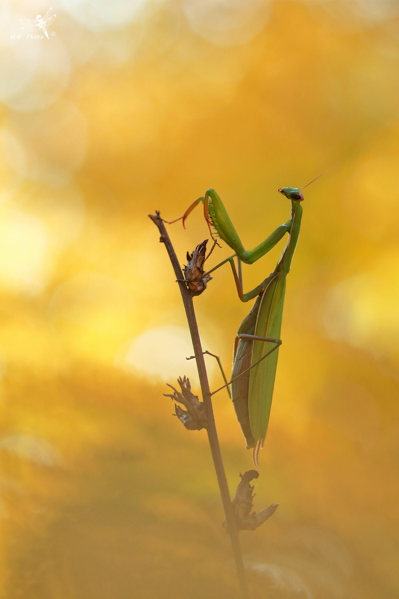 Mantis religiosa, female