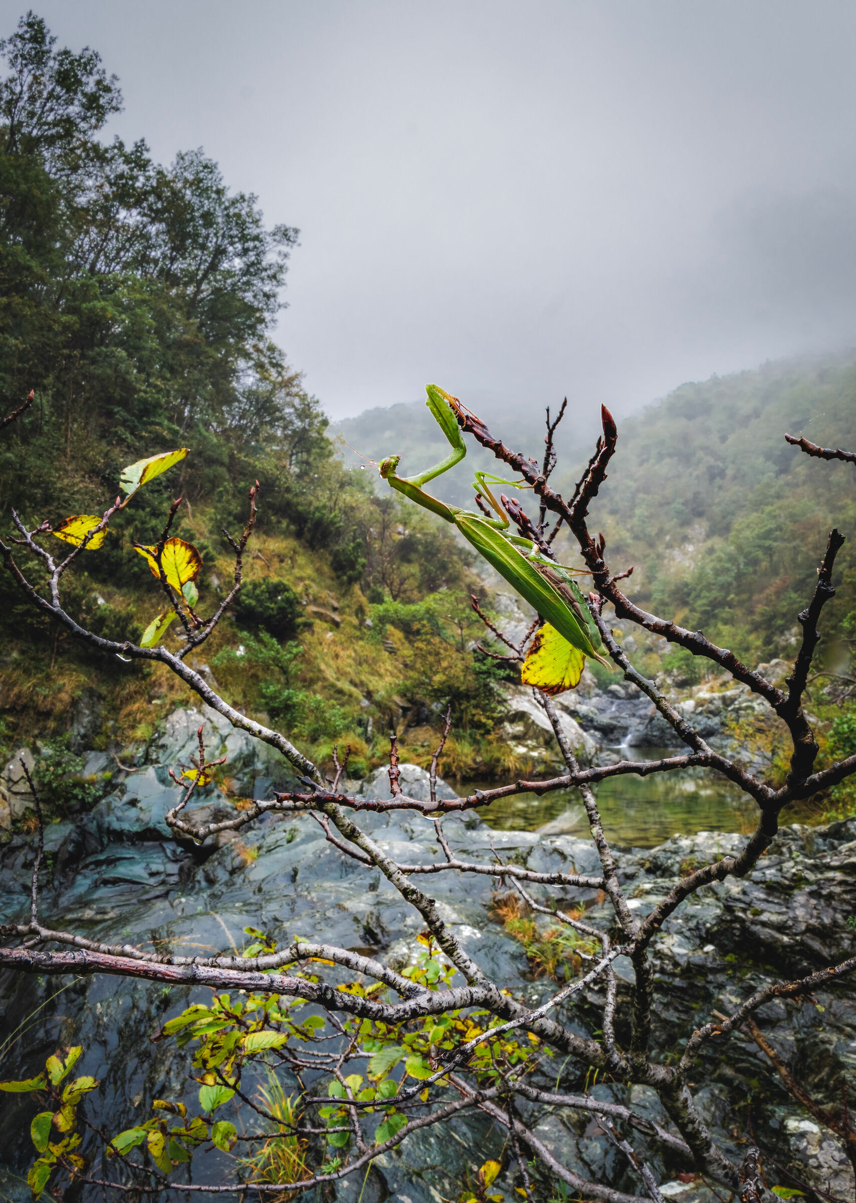 Mantide sotto la pioggia