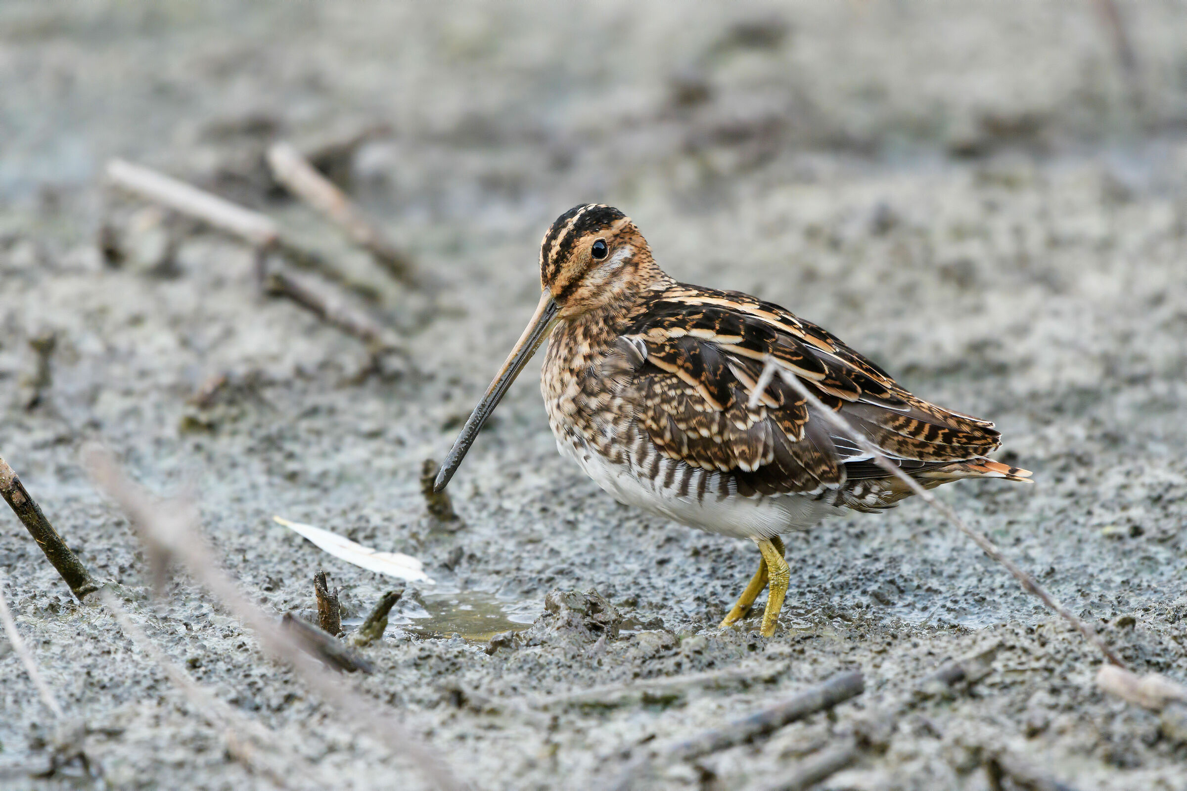 Snipe