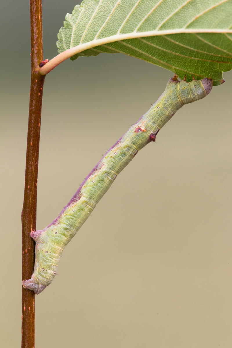 Il Geometride e la sua Ipotenusa ...