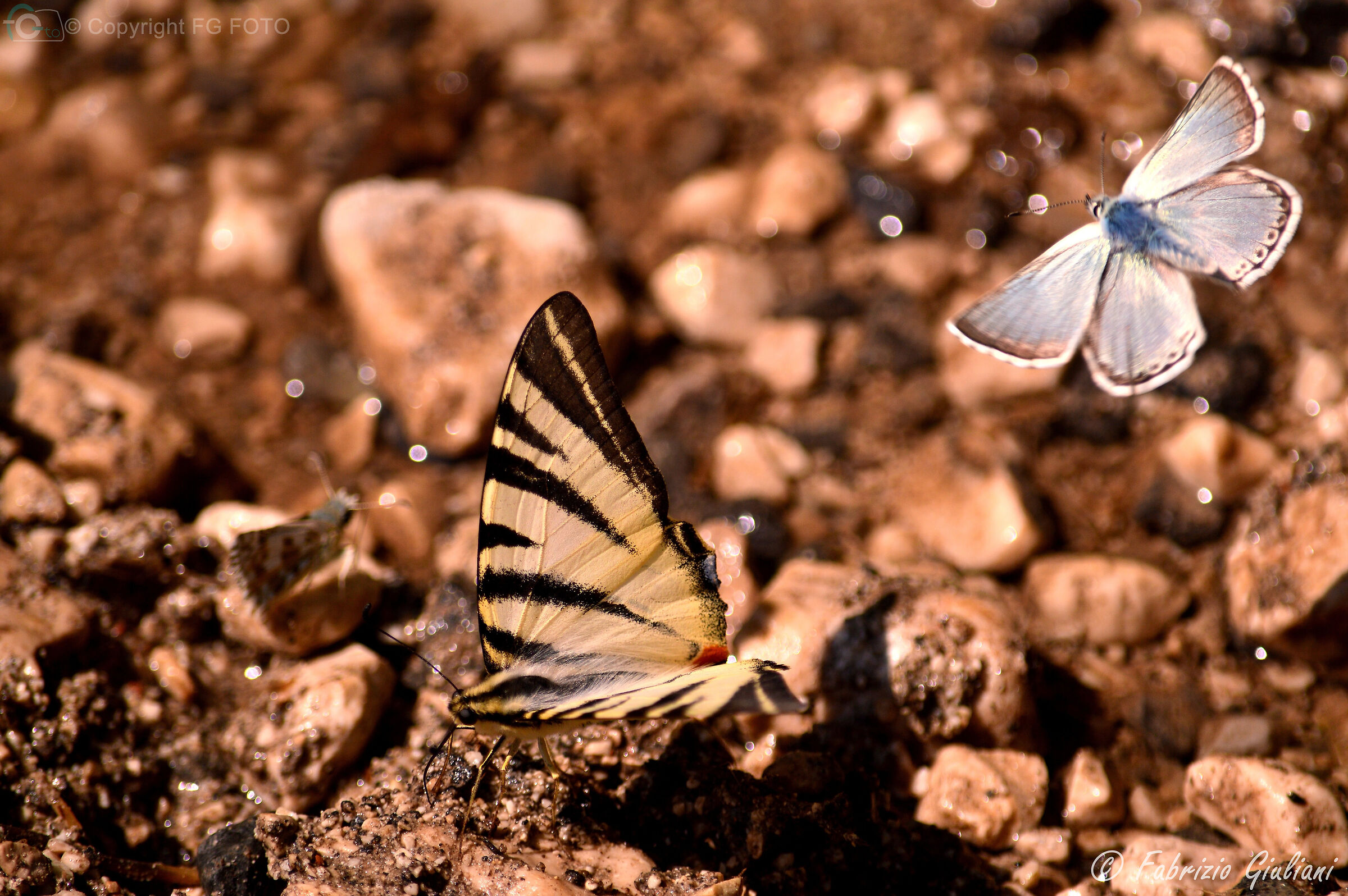 Sprazzi di colore in tono di seppia