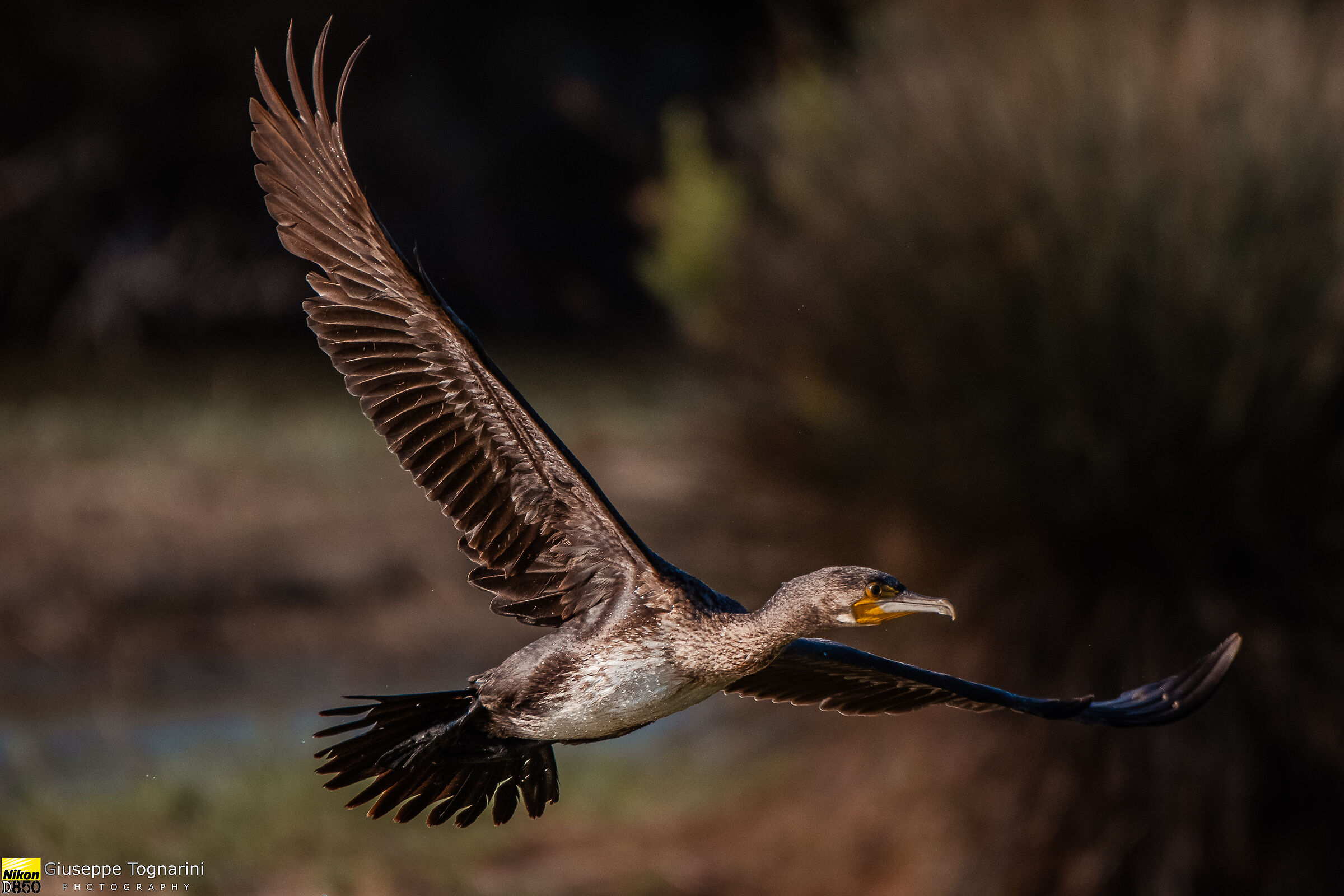 Il cormorano (Phalacrocorax carbo)