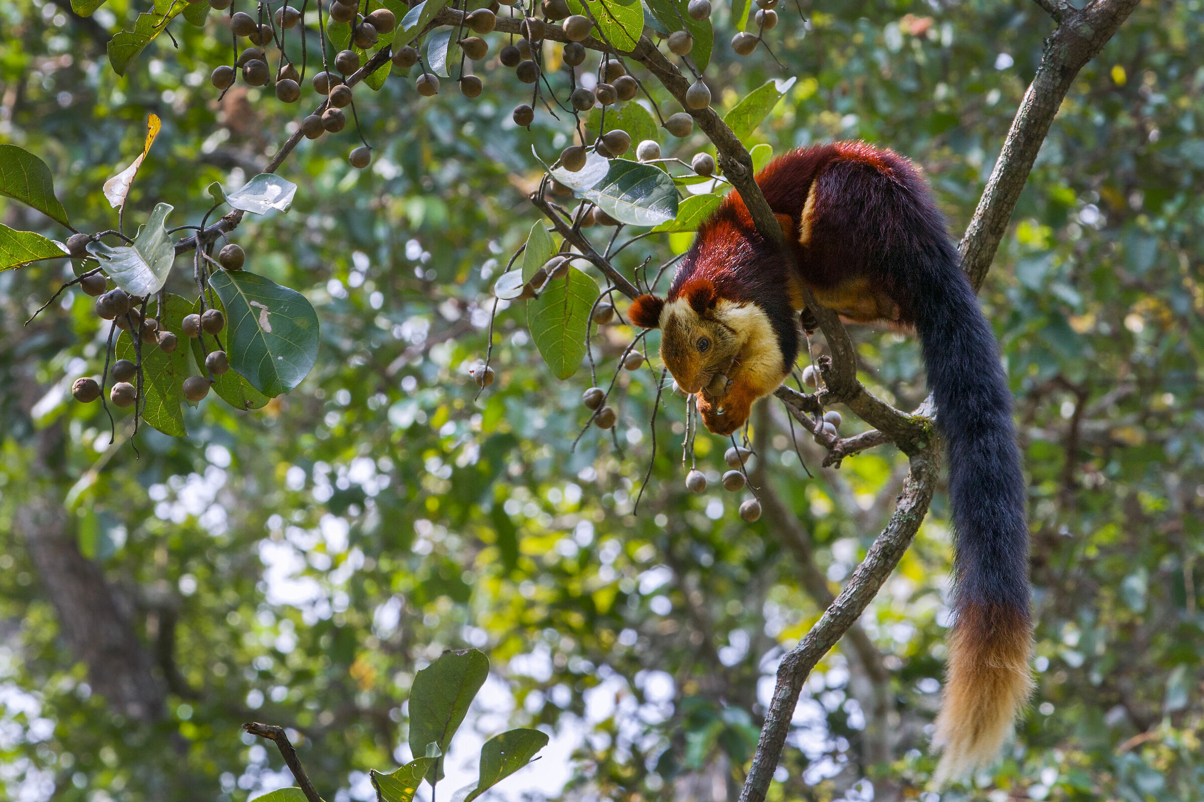 Lo scudiere gigante di malabar