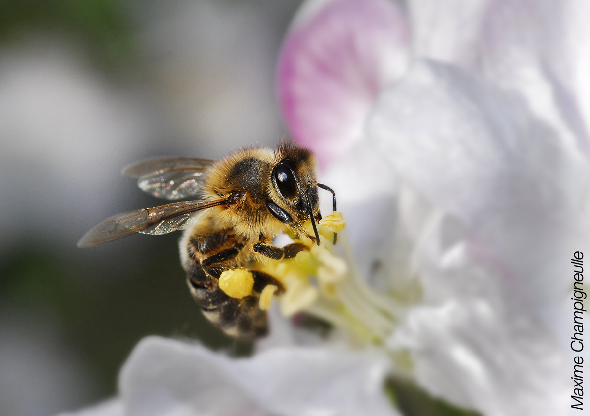 Bee