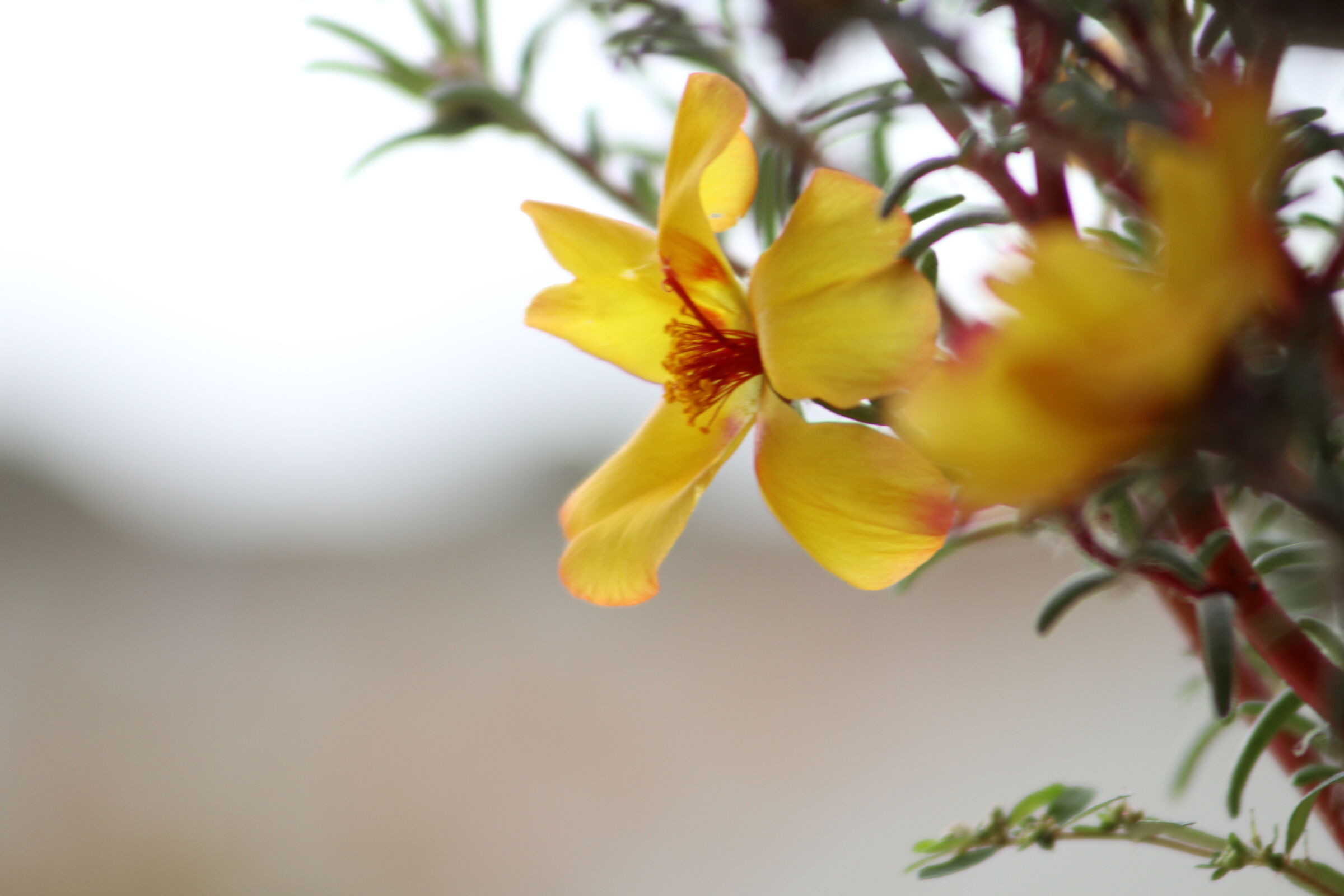 Fiore giallo a mano libera