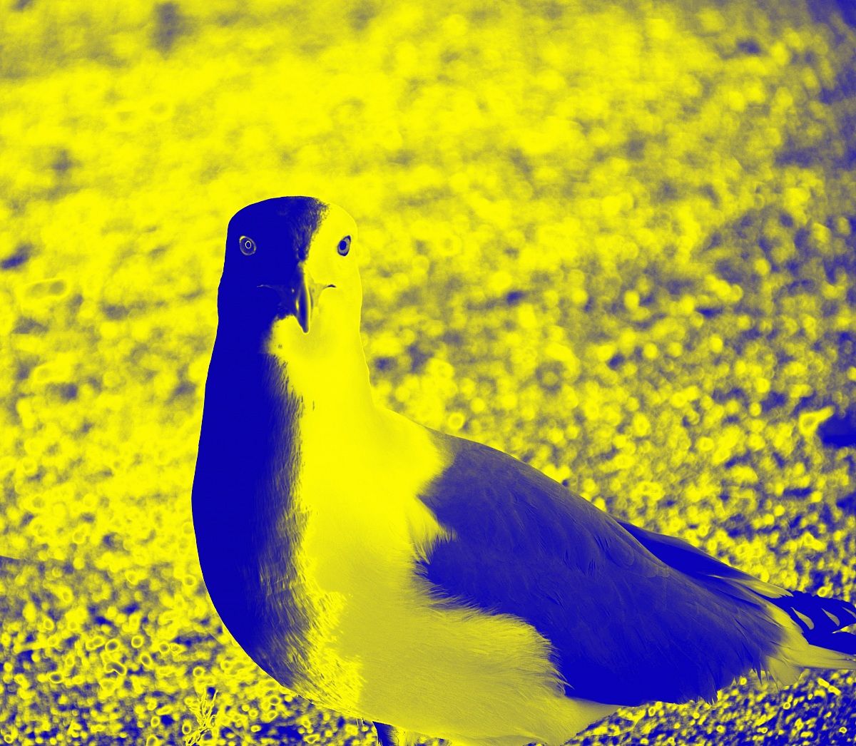 Gabbiano del Vaticano