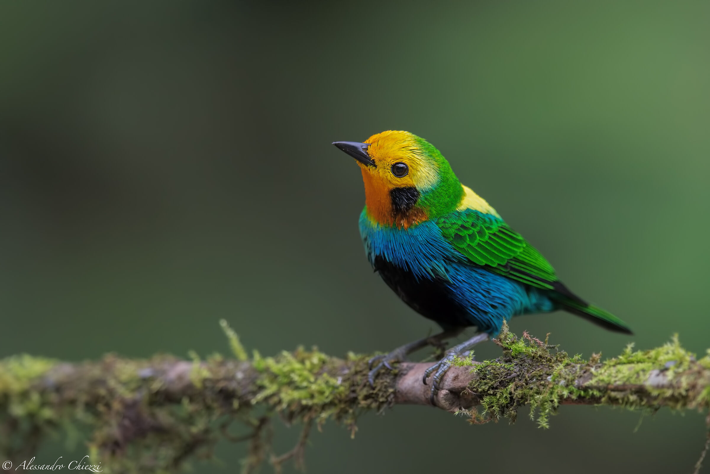 Multicolor 4k rivista...