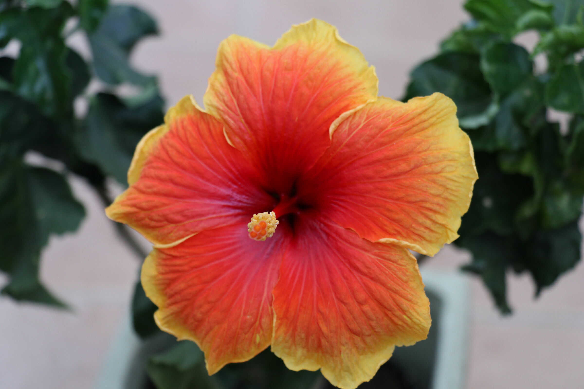 Ritratto di un ibisco 72mm