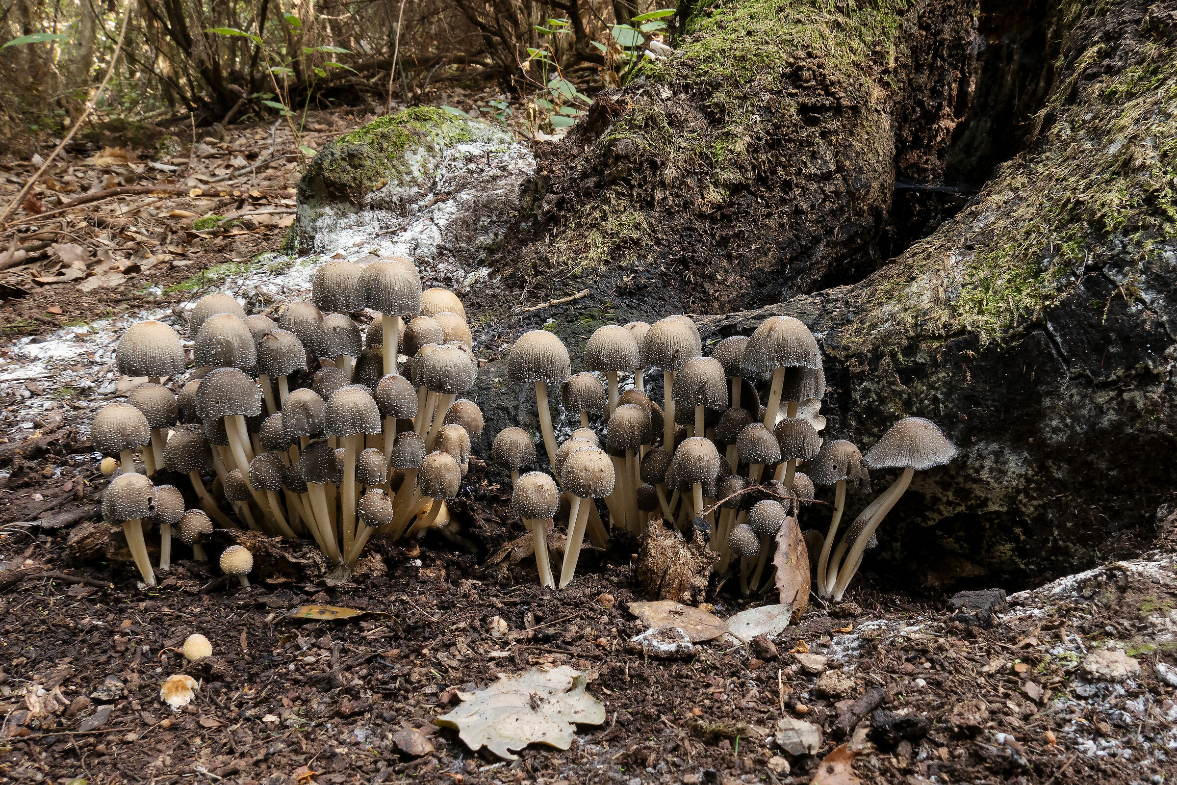 Coprinus micaceus