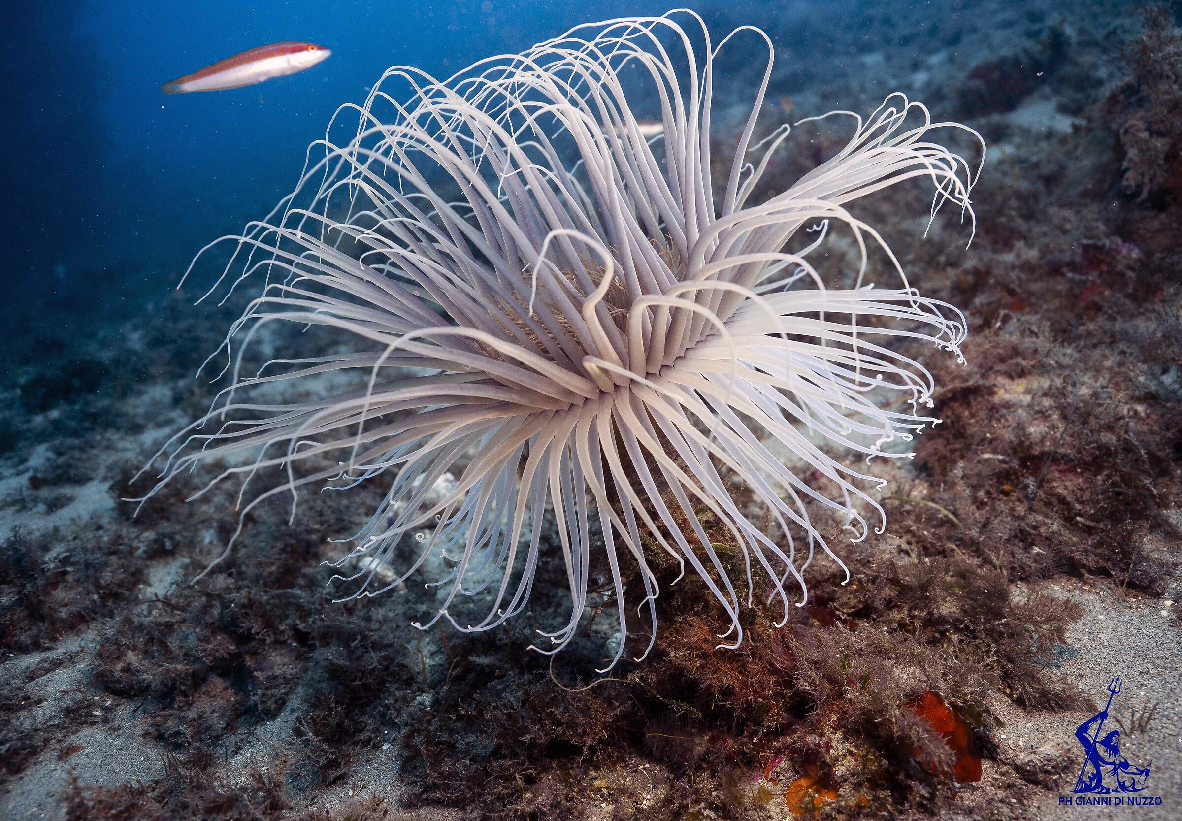 Scyila's cerianto...