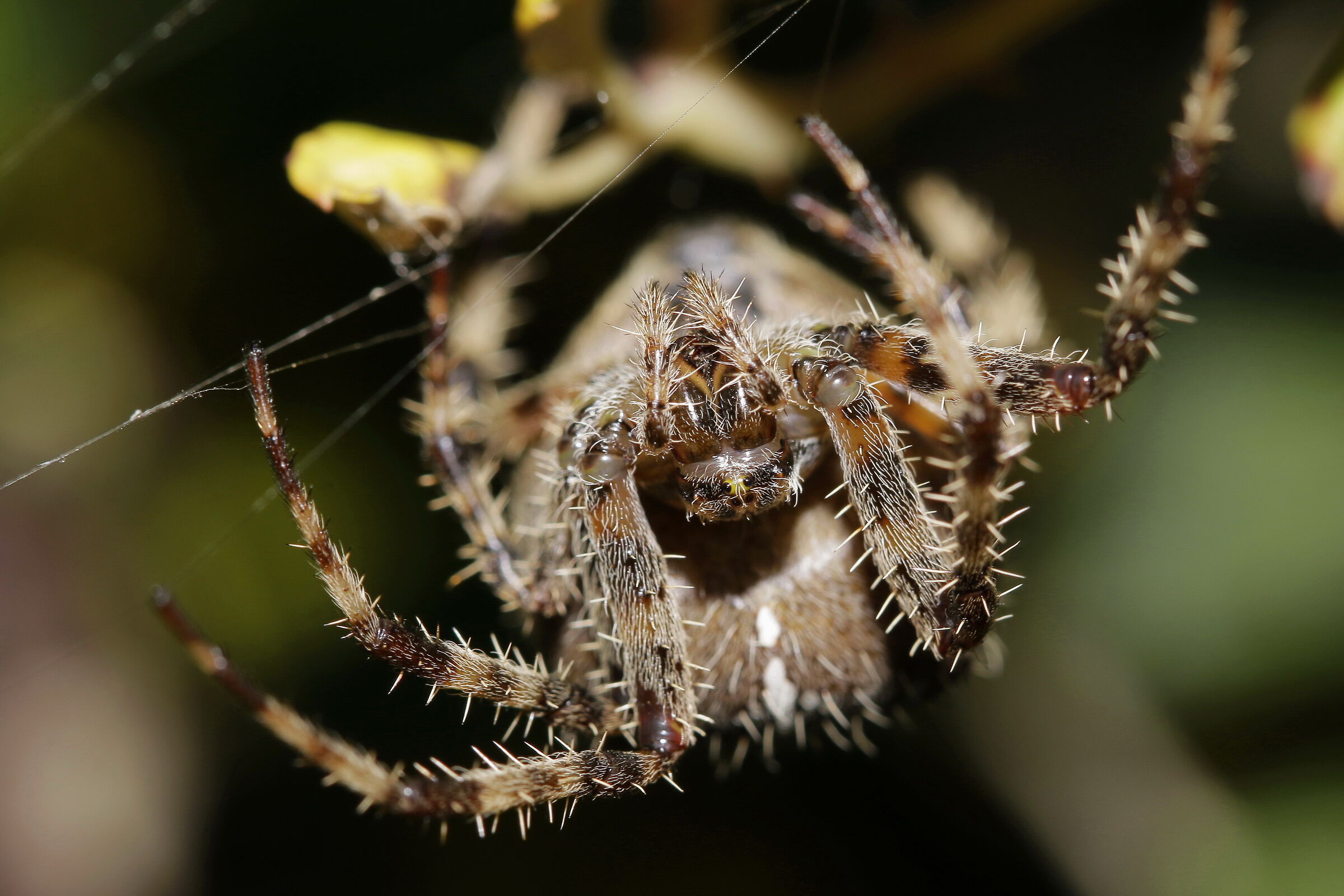 Among the vegetation...