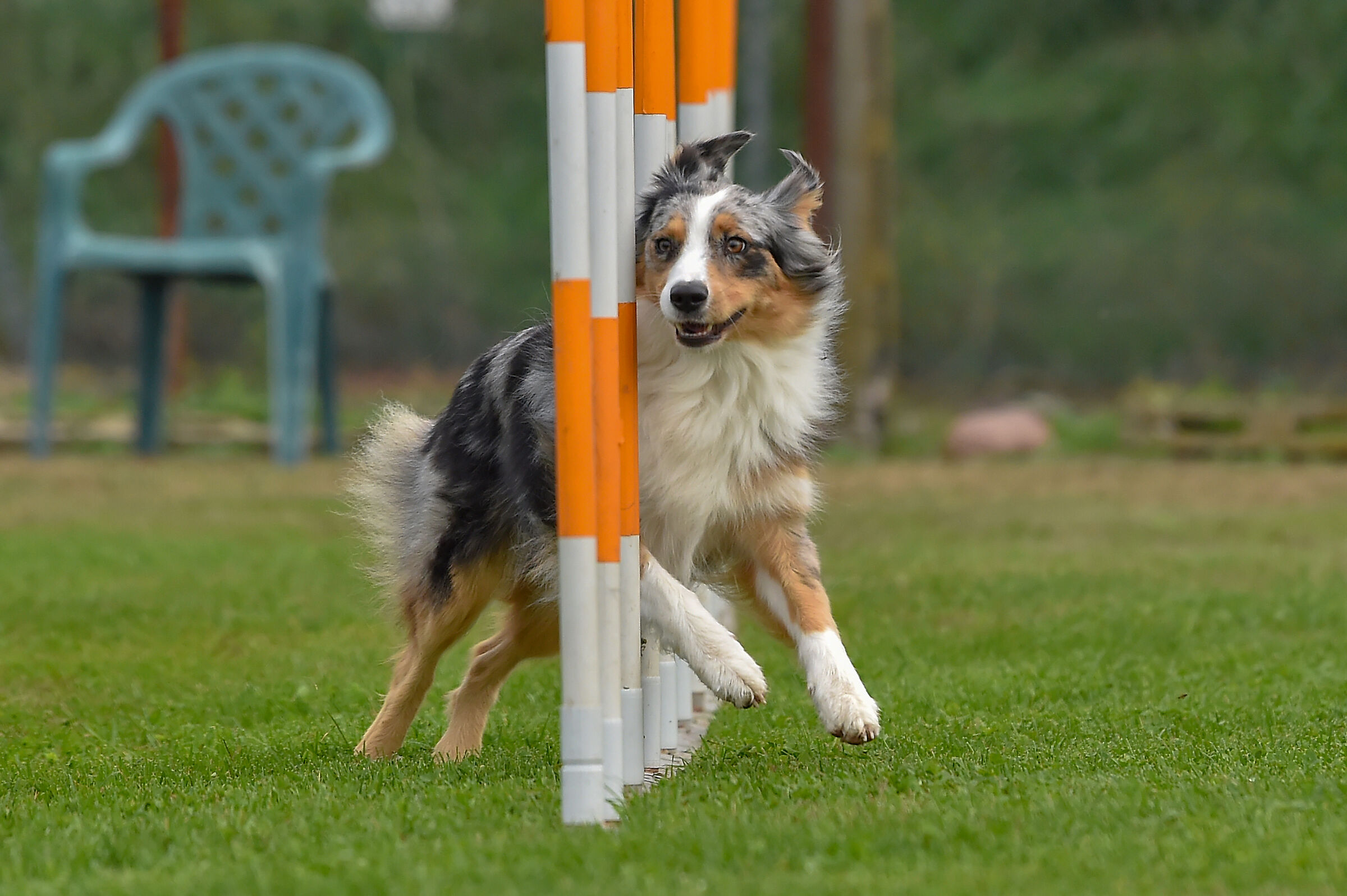 Agility Dog