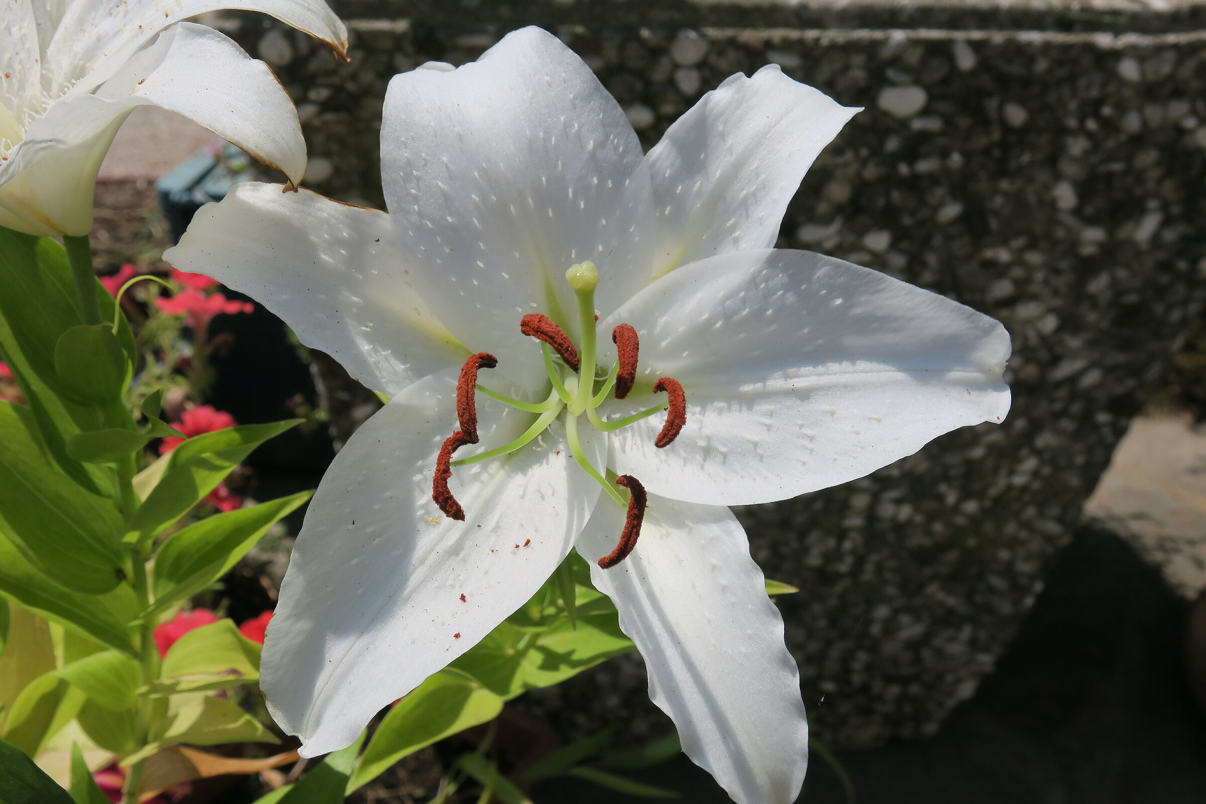 White lilium macro