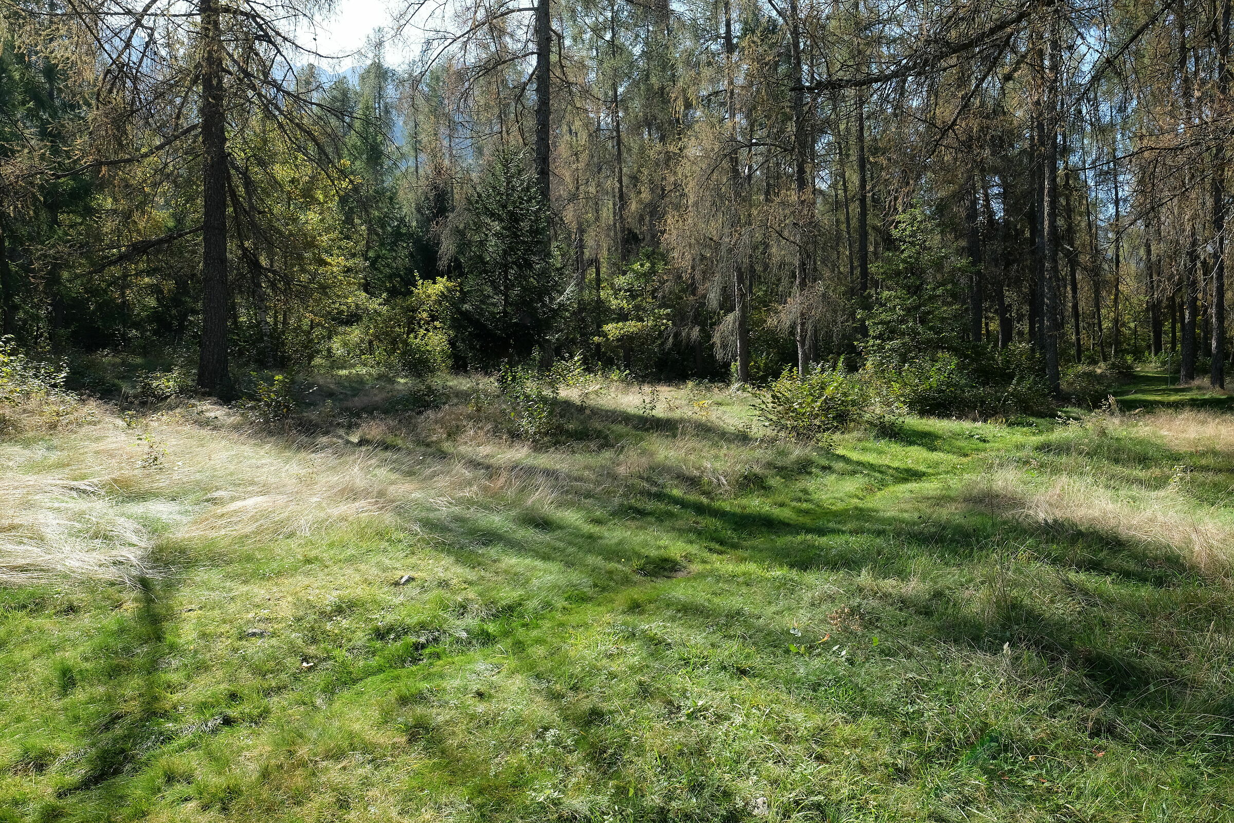 Passeggiata nel bosco