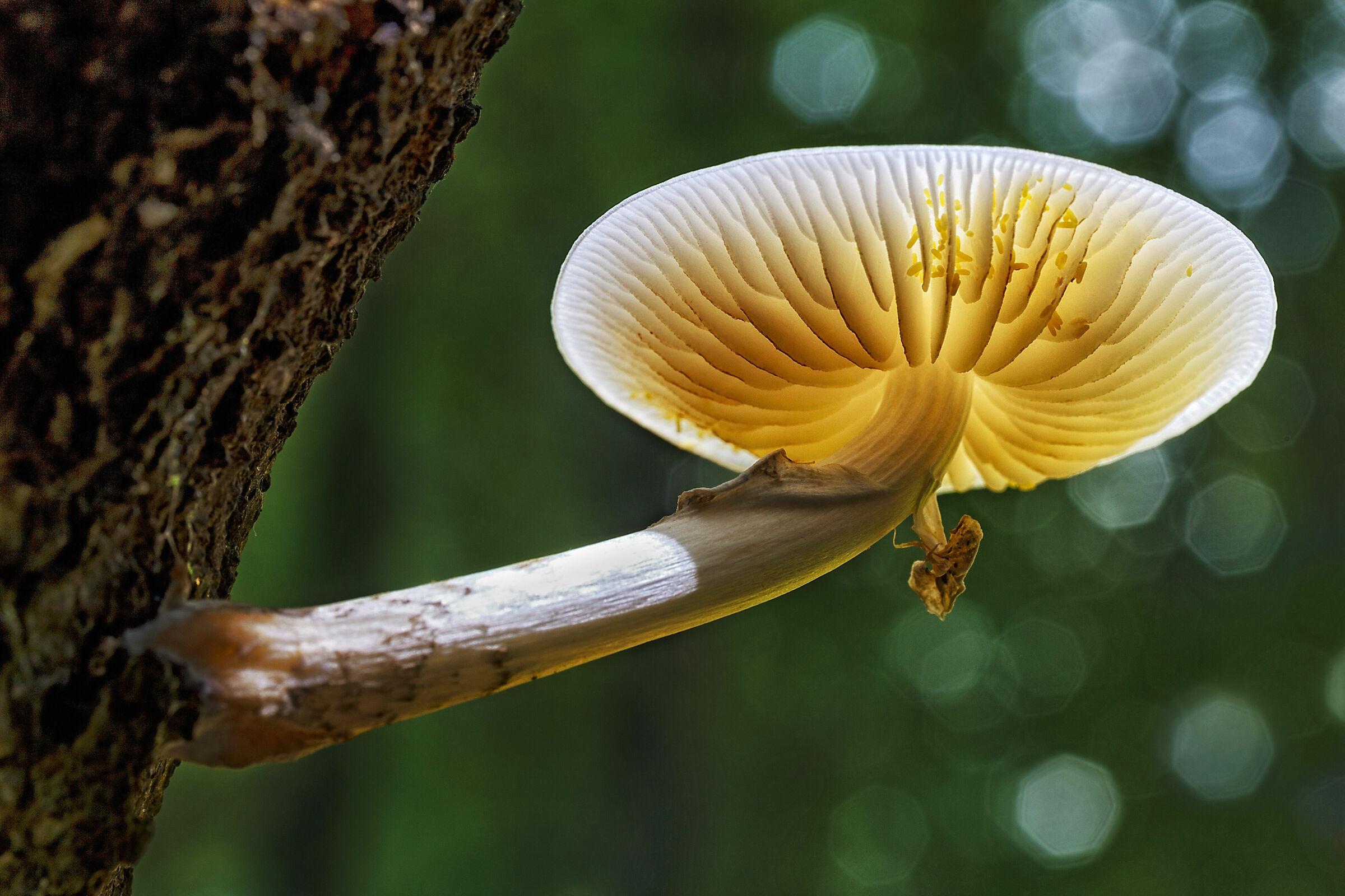 The Magical World of Undergrowth 1