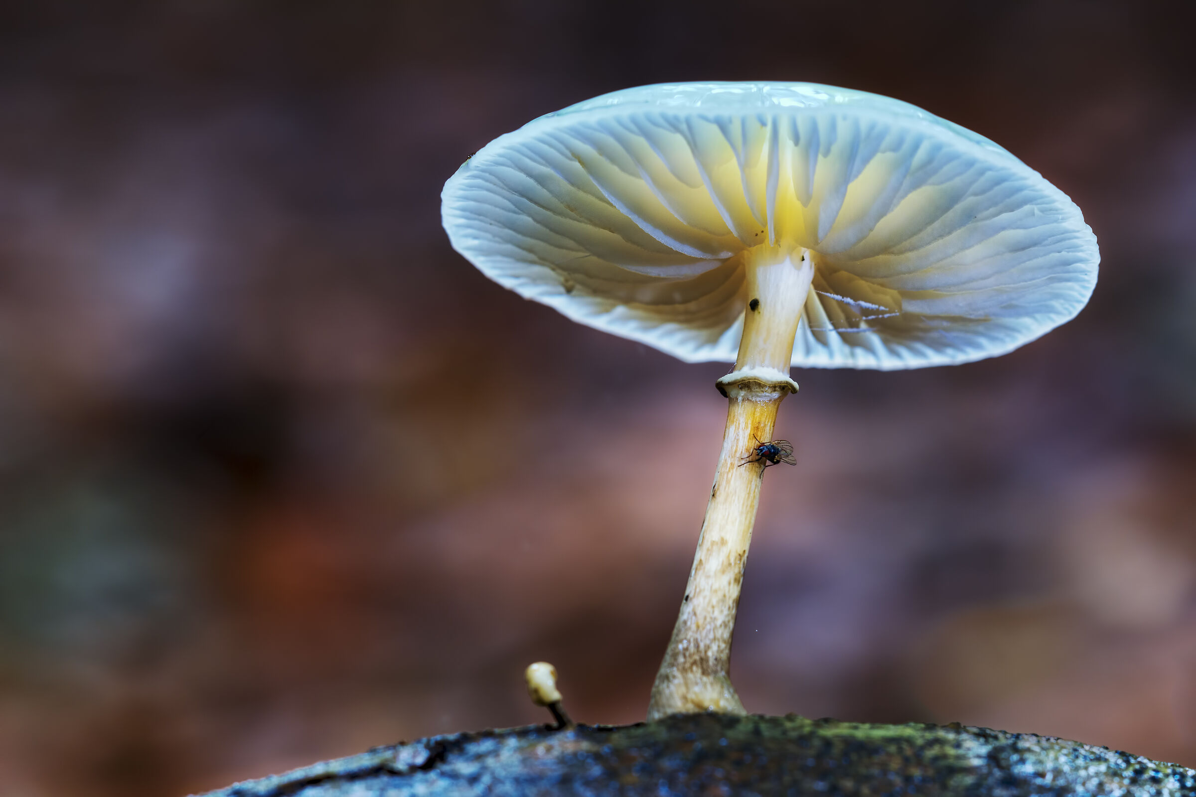 The Magical World of Undergrowth 3