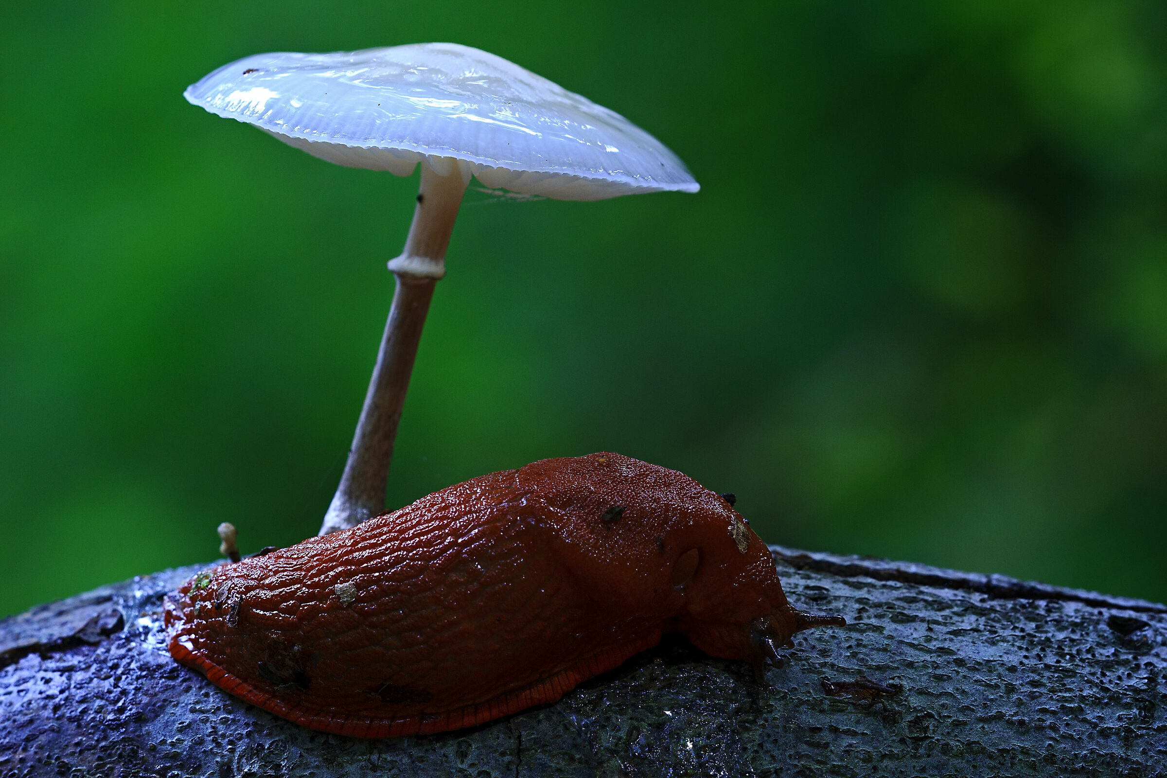 The Magical World of Undergrowth 4