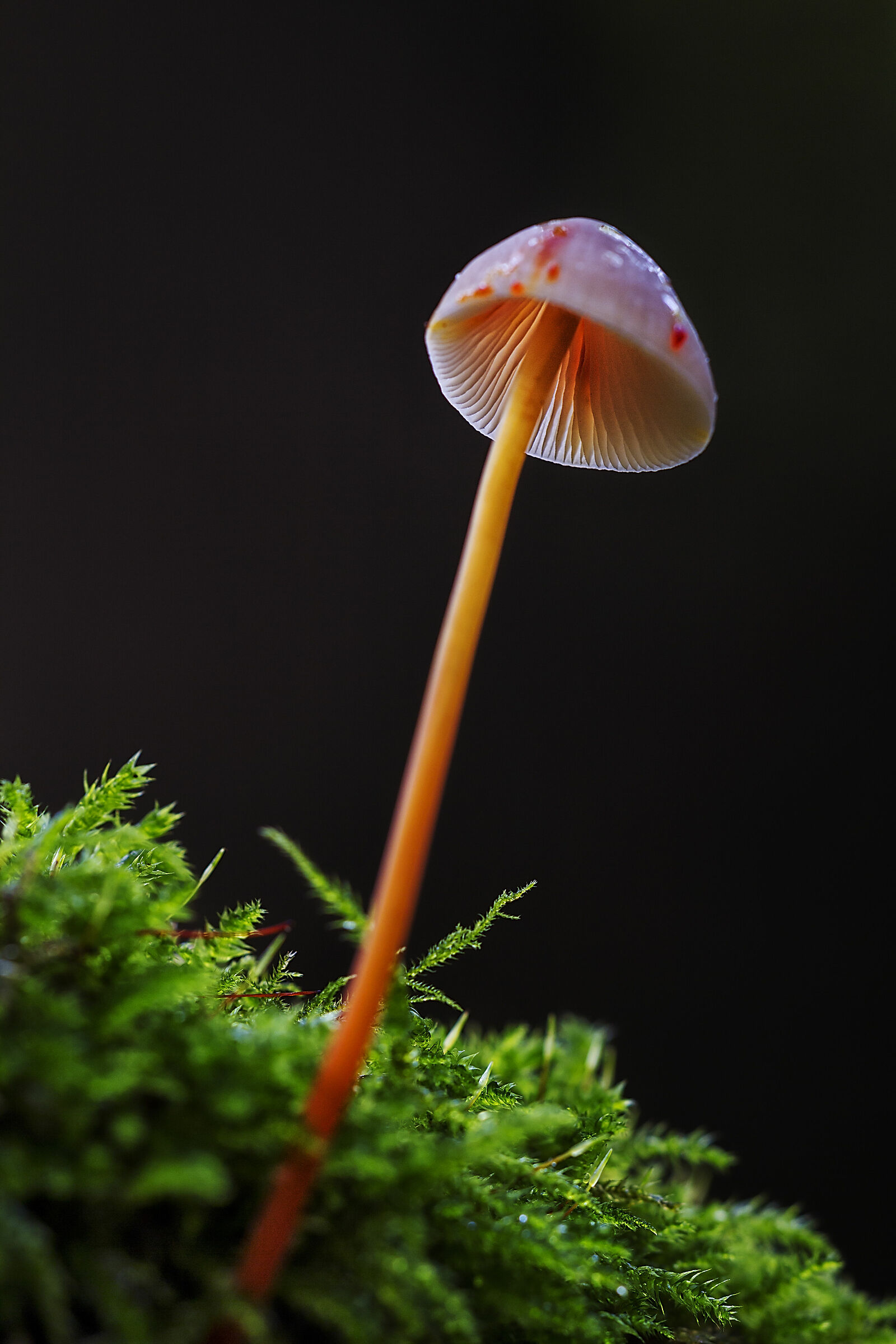 The magical world of undergrowth 5