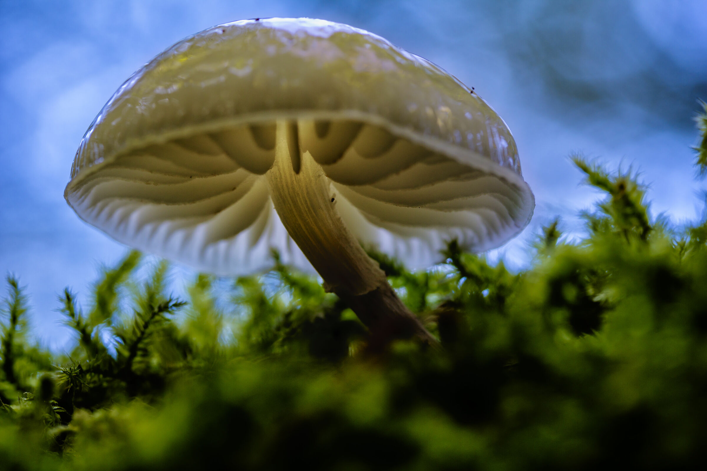 The magical world of undergrowth 6