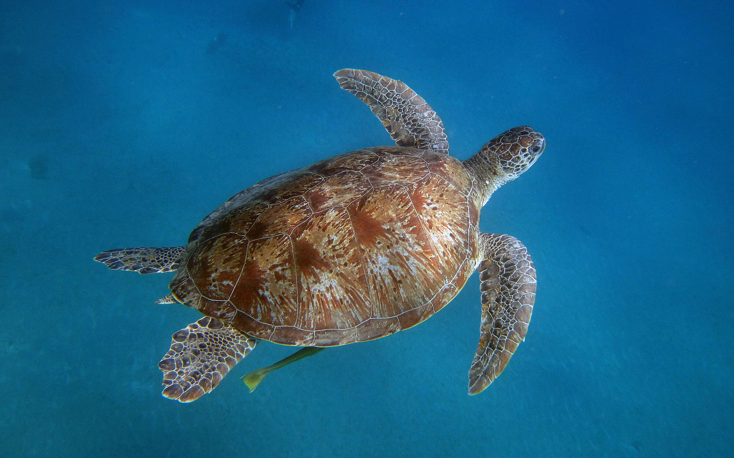 Tartaruga , Mar Rosso