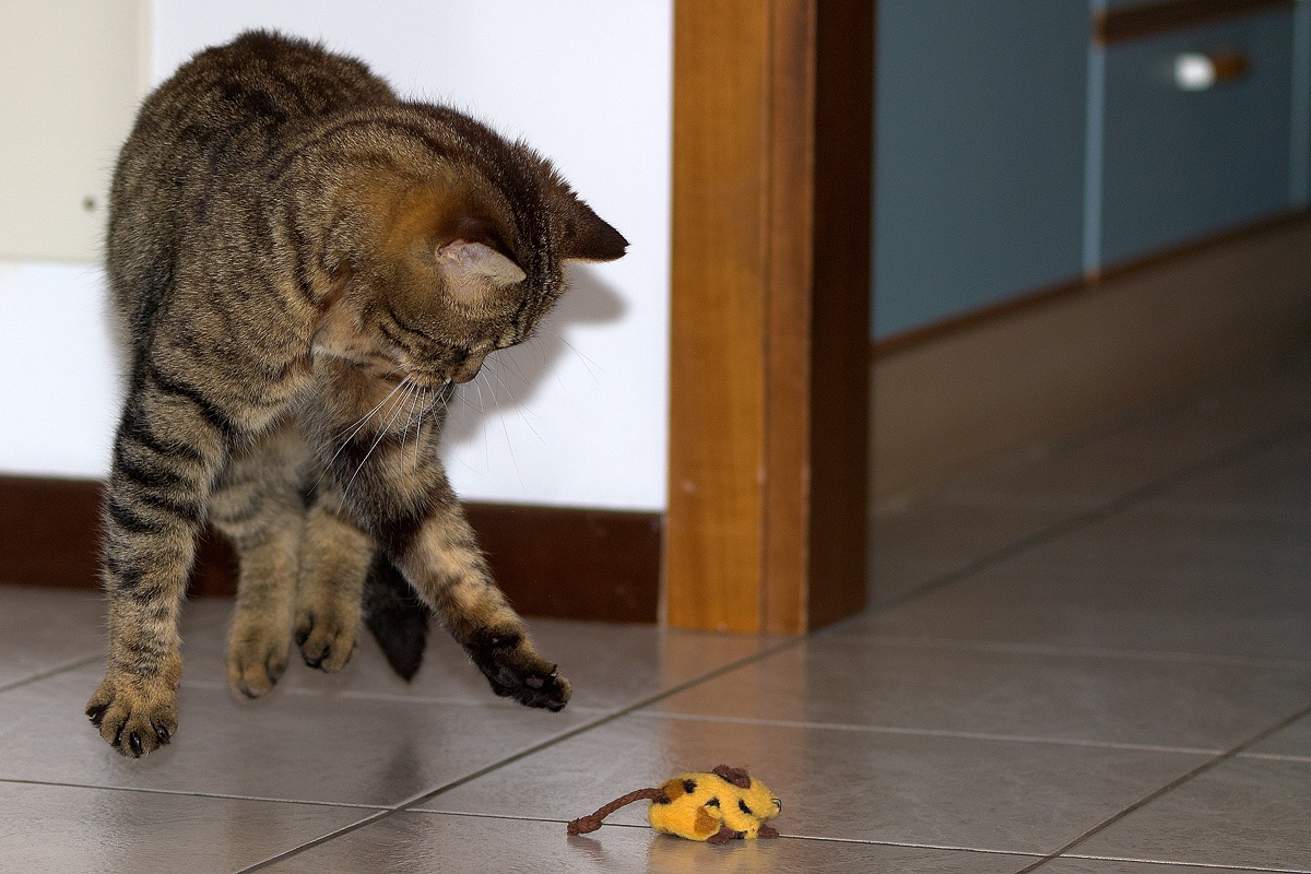 Il mio piccolo terremoto...