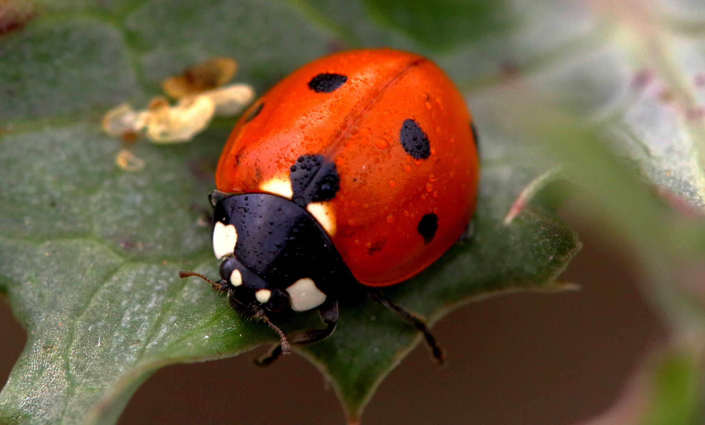 Ladybird