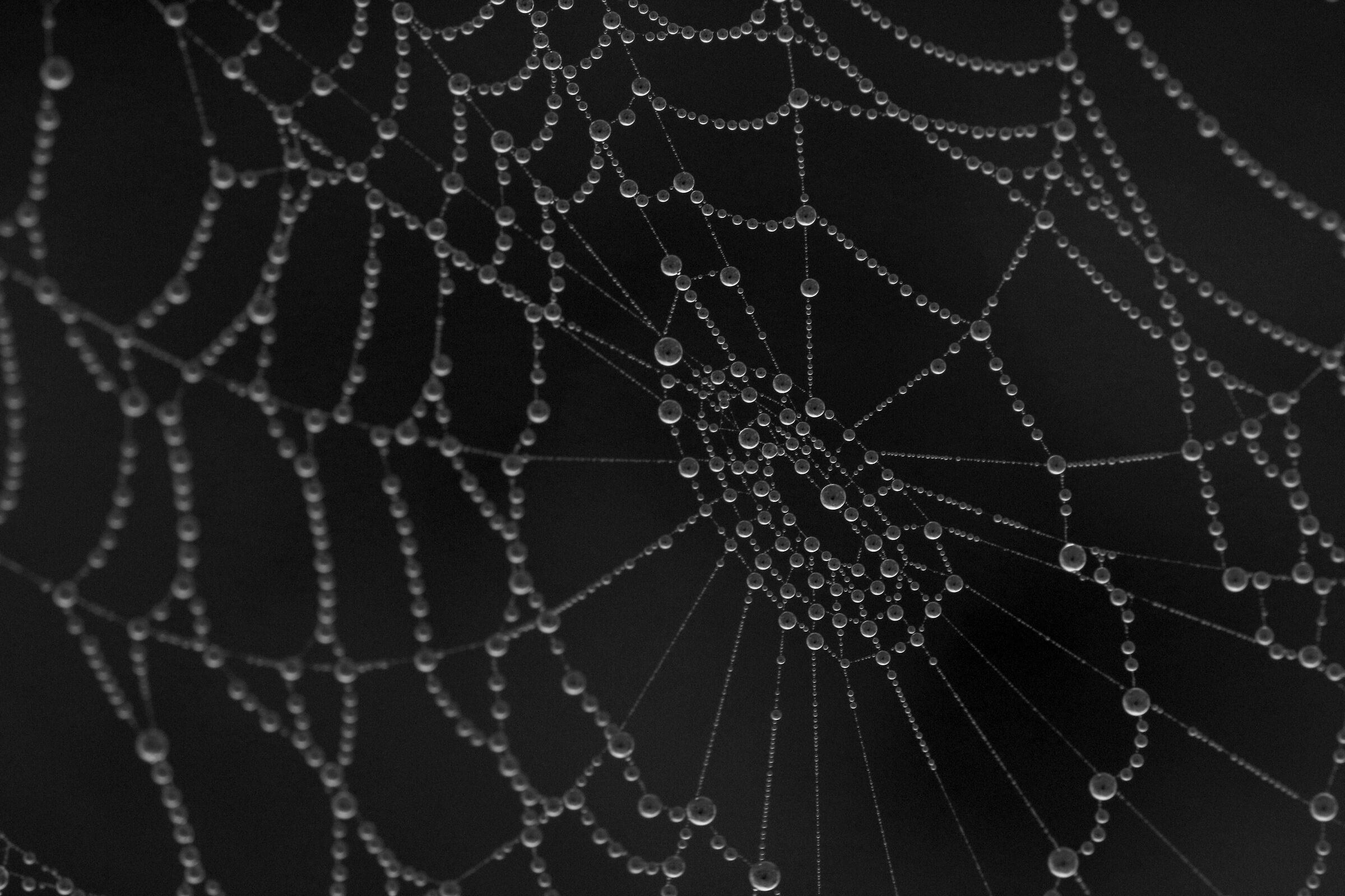 Spider web in the fog