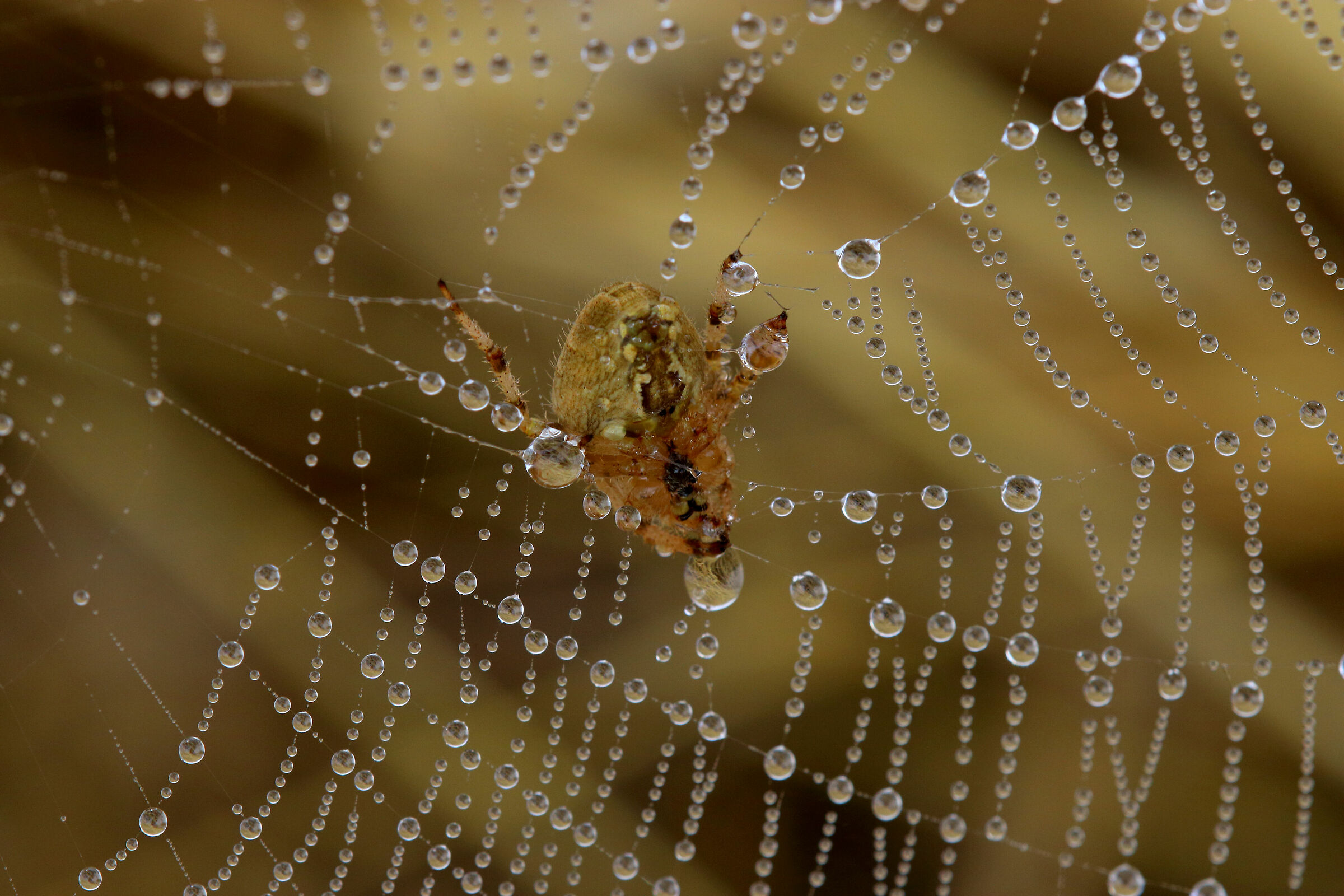 Araneus diadematus