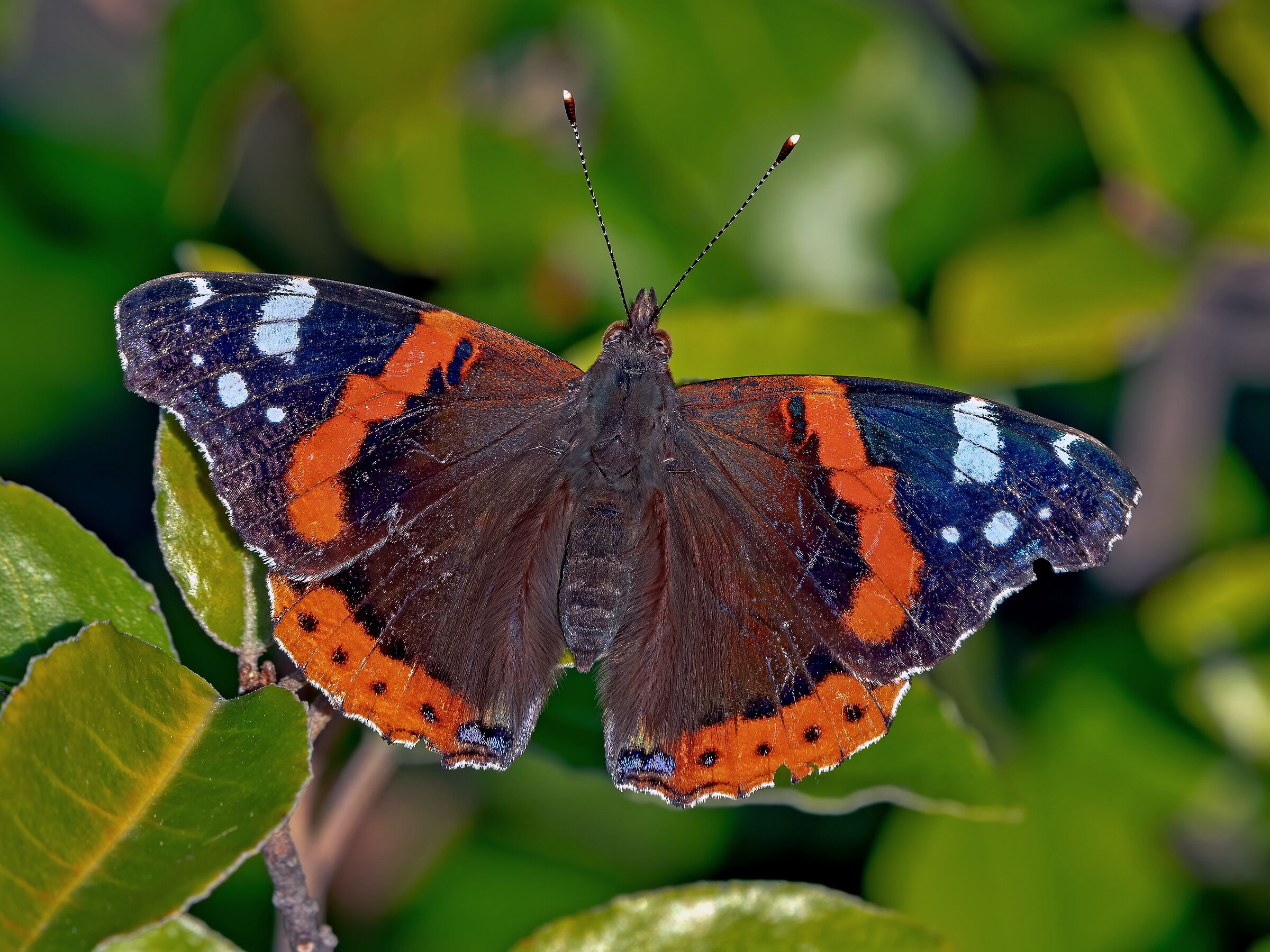 Vanessa Atalanta who did her "battles"