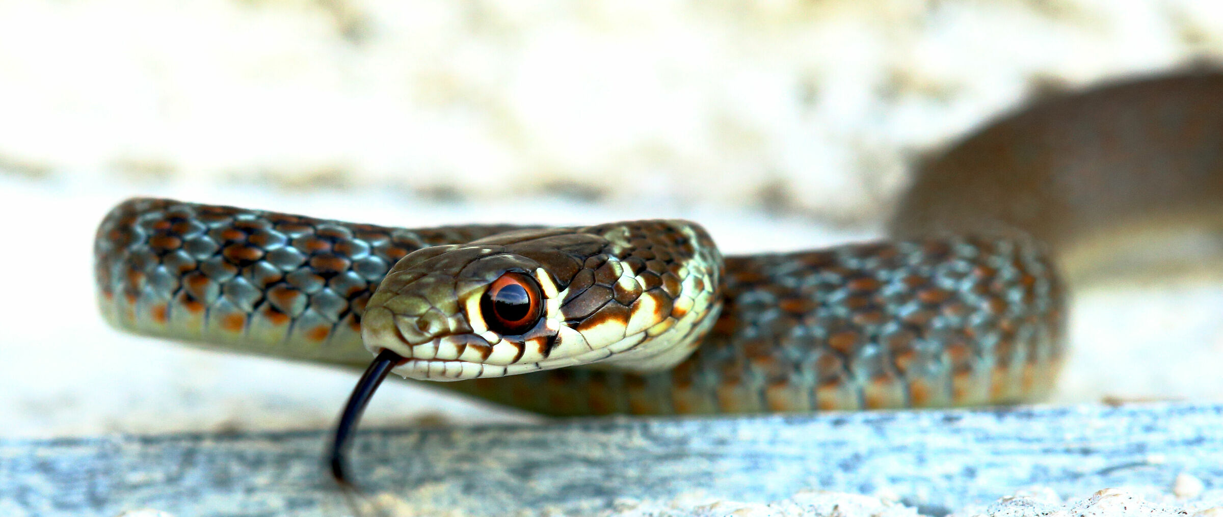 Hierophis viridiflavus