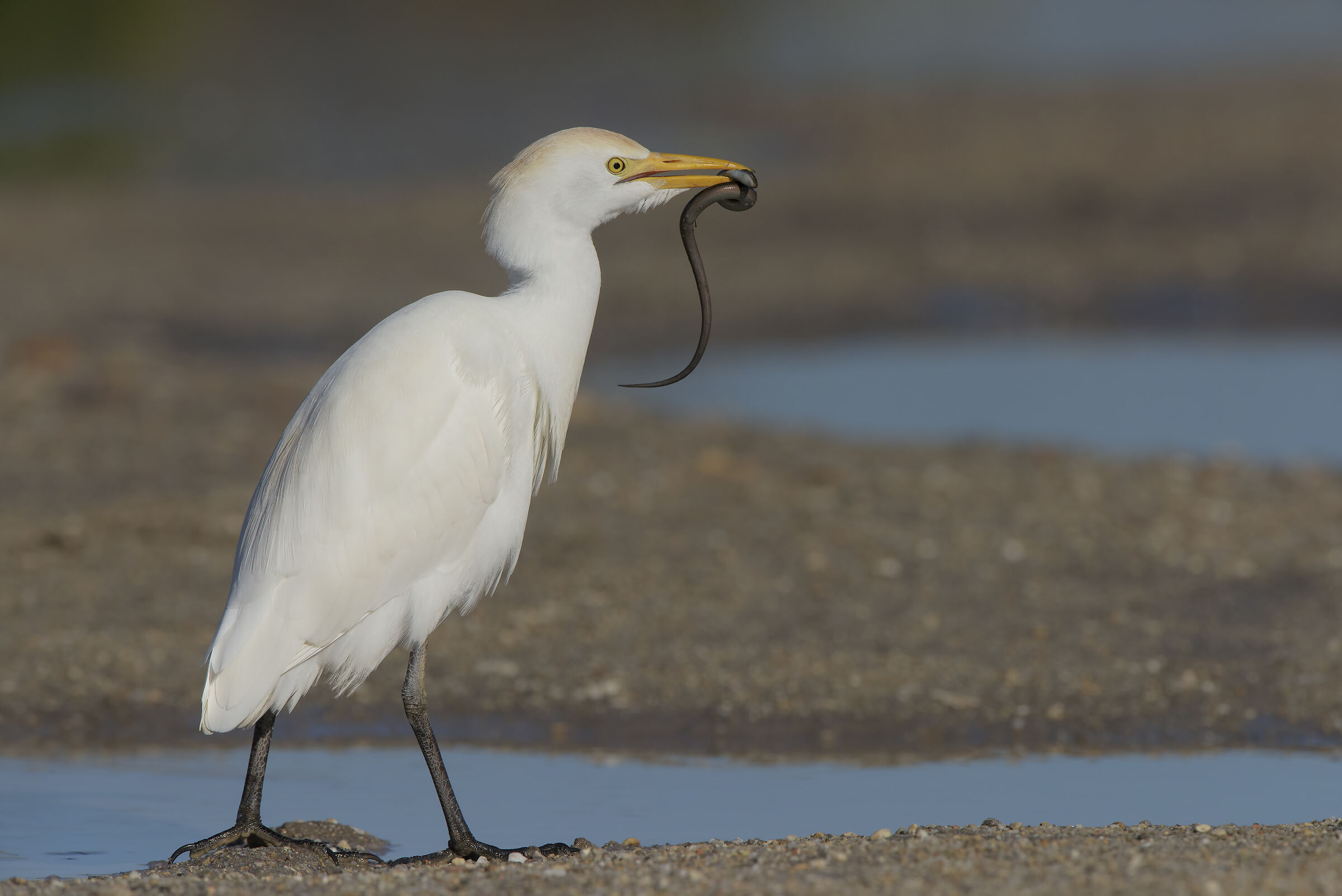 il guardabuoi e la luscengola