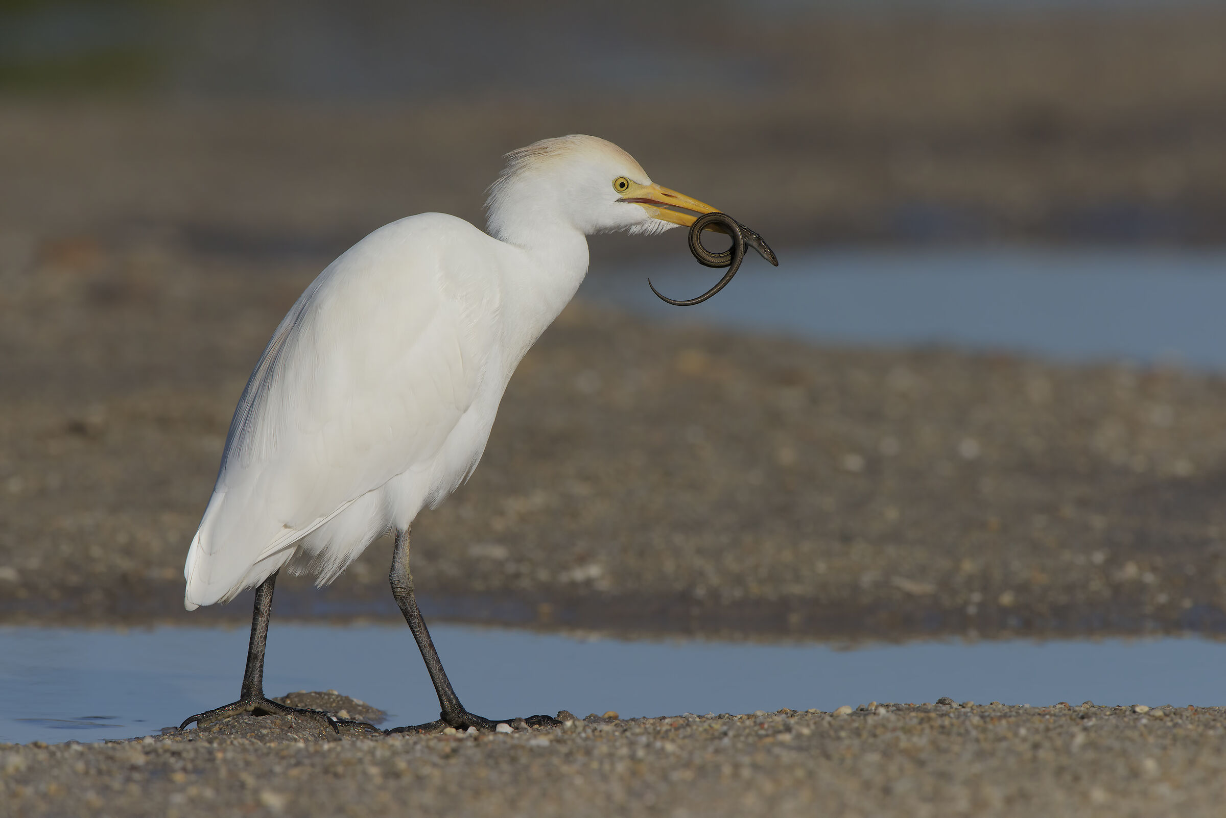 il guardabuoi e la luscengola