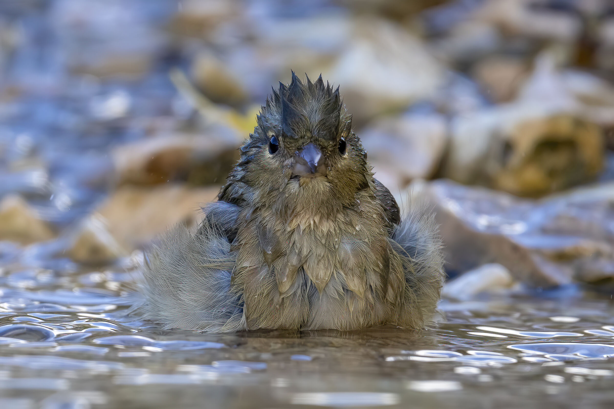 Il bagno della fringuella