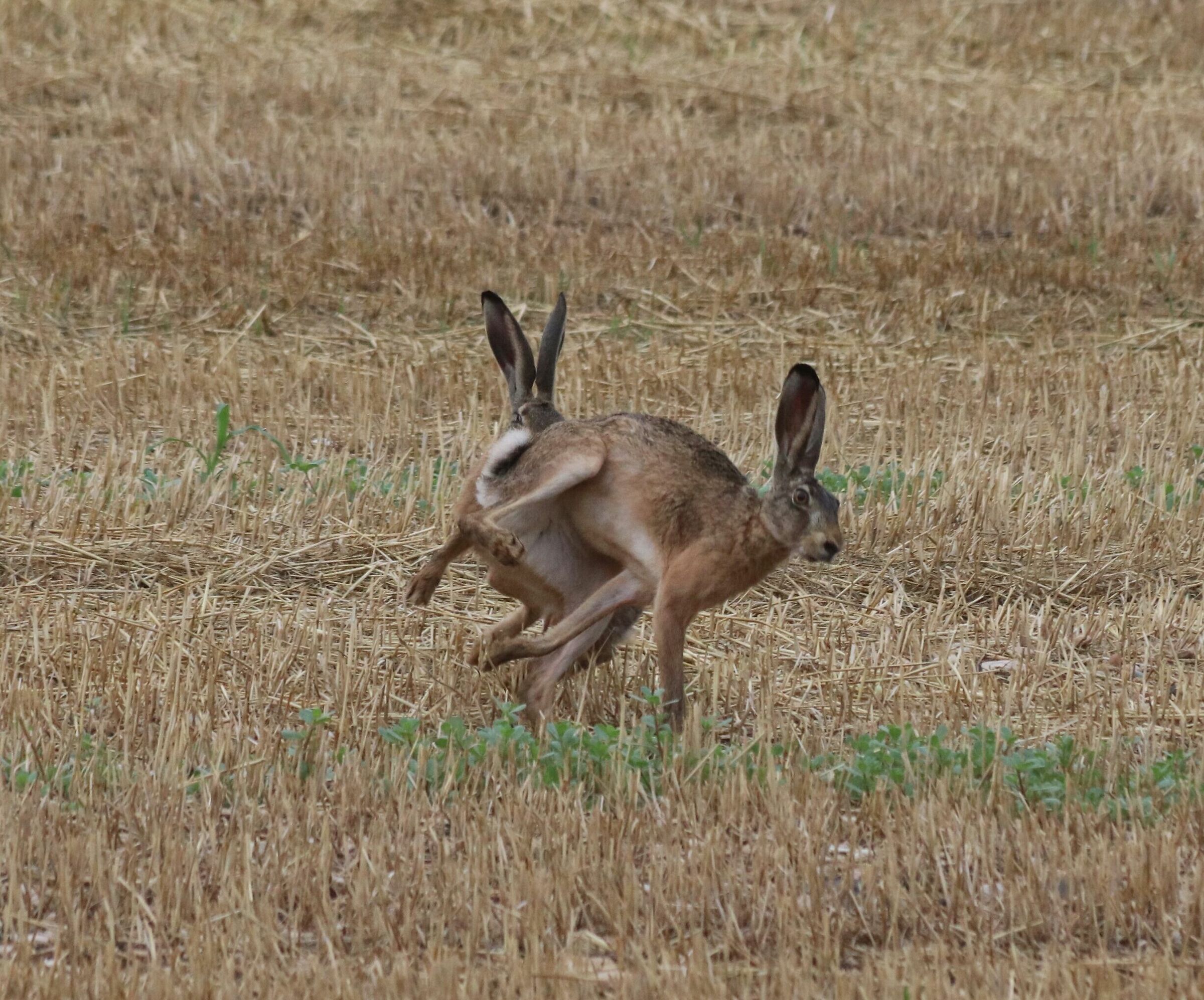Accanito inseguimento