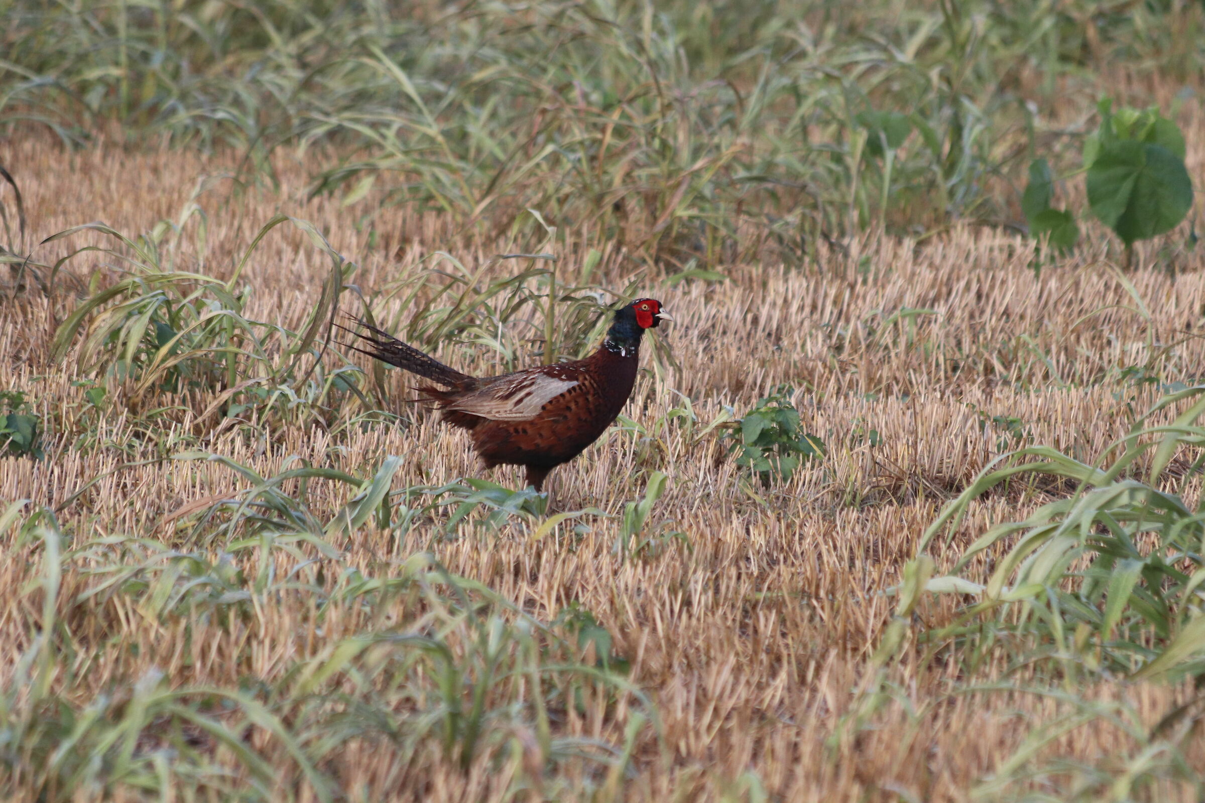 Pheasant
