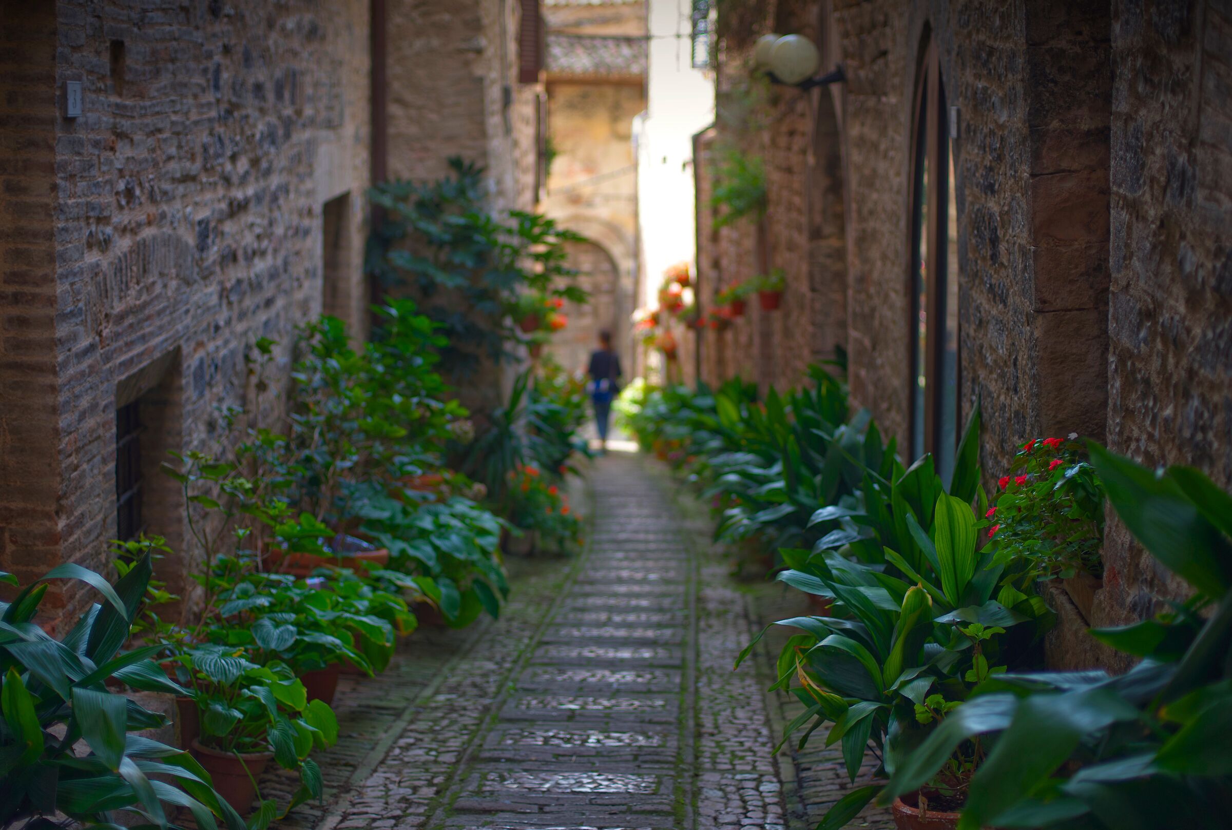 Walking in the green in the alleys of Spello