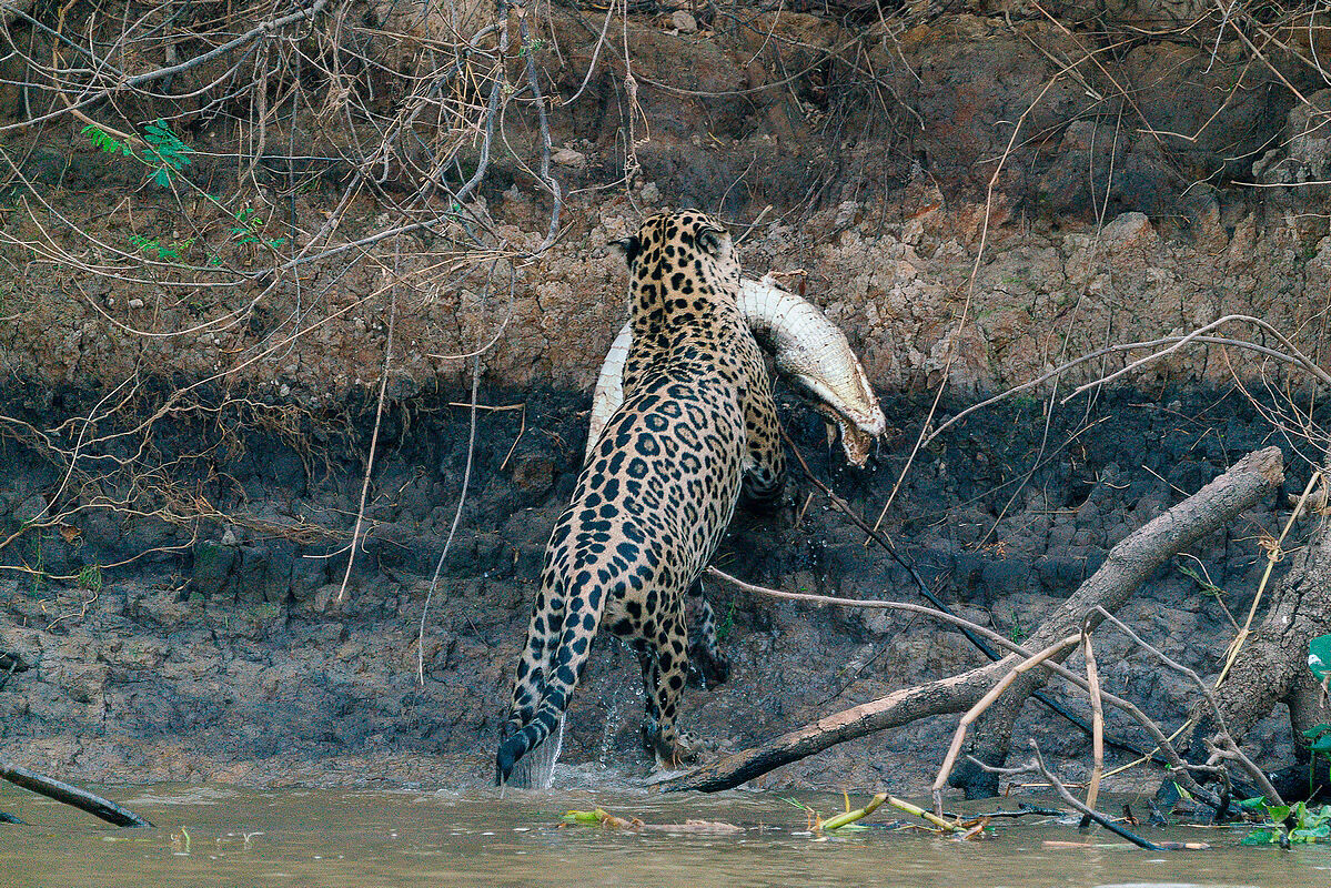 Il giaguaro e il caimano