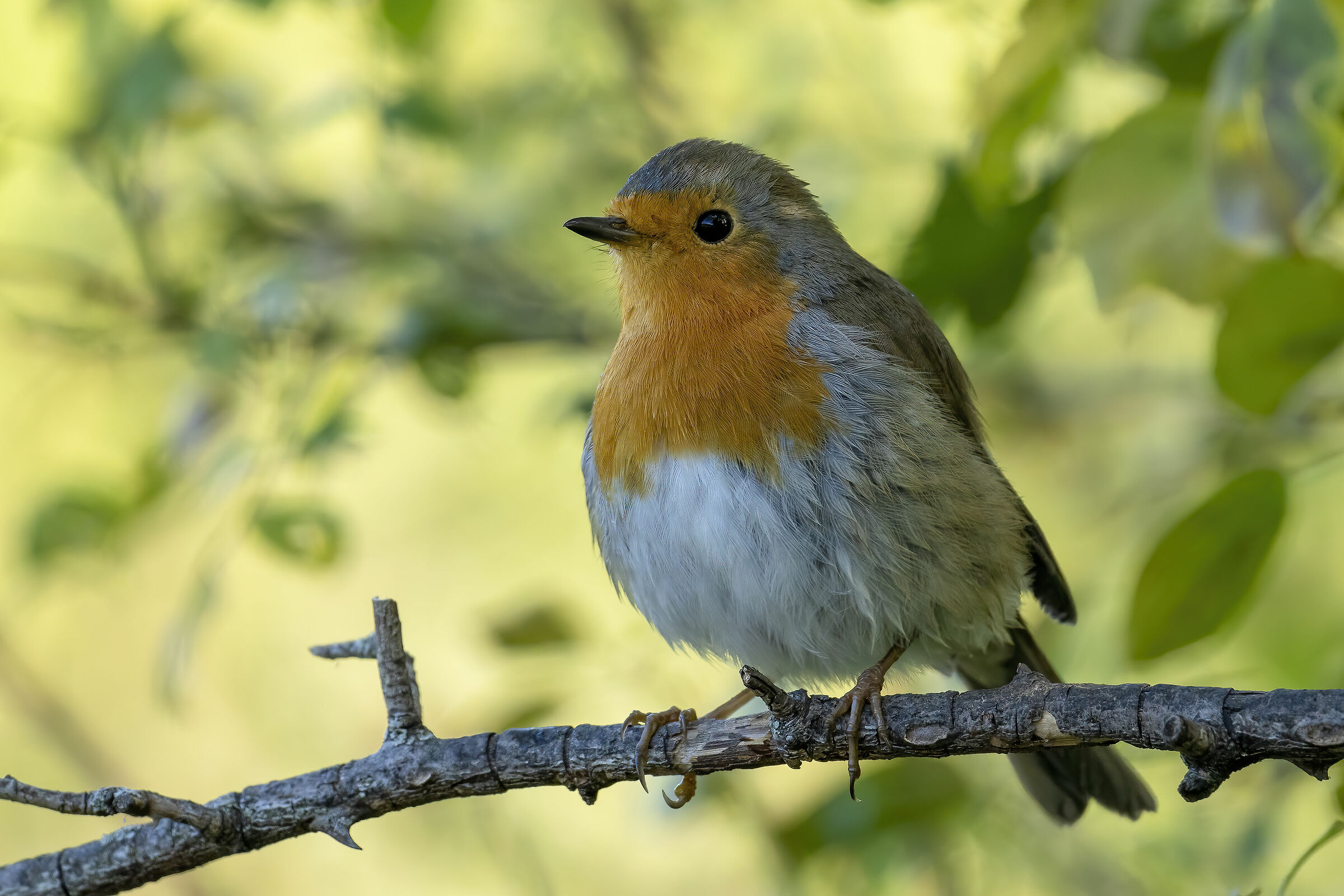 A robin