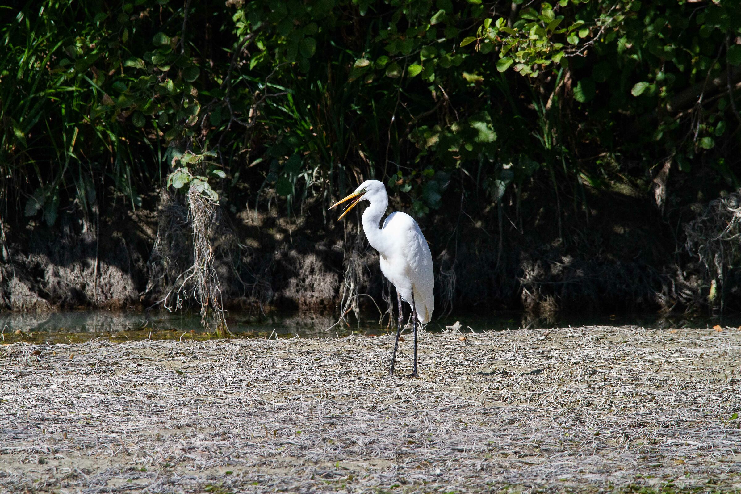 White heron - recall