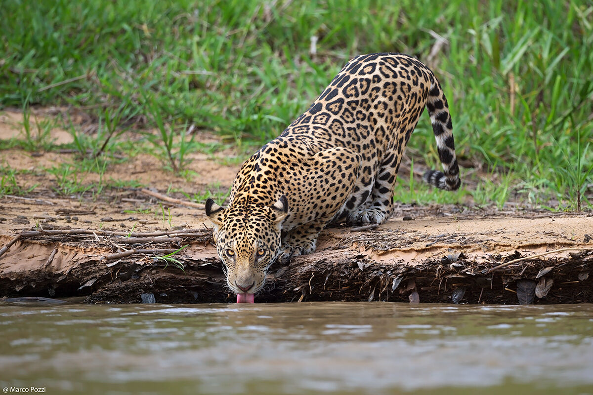 Sua Maestà il Pantanal