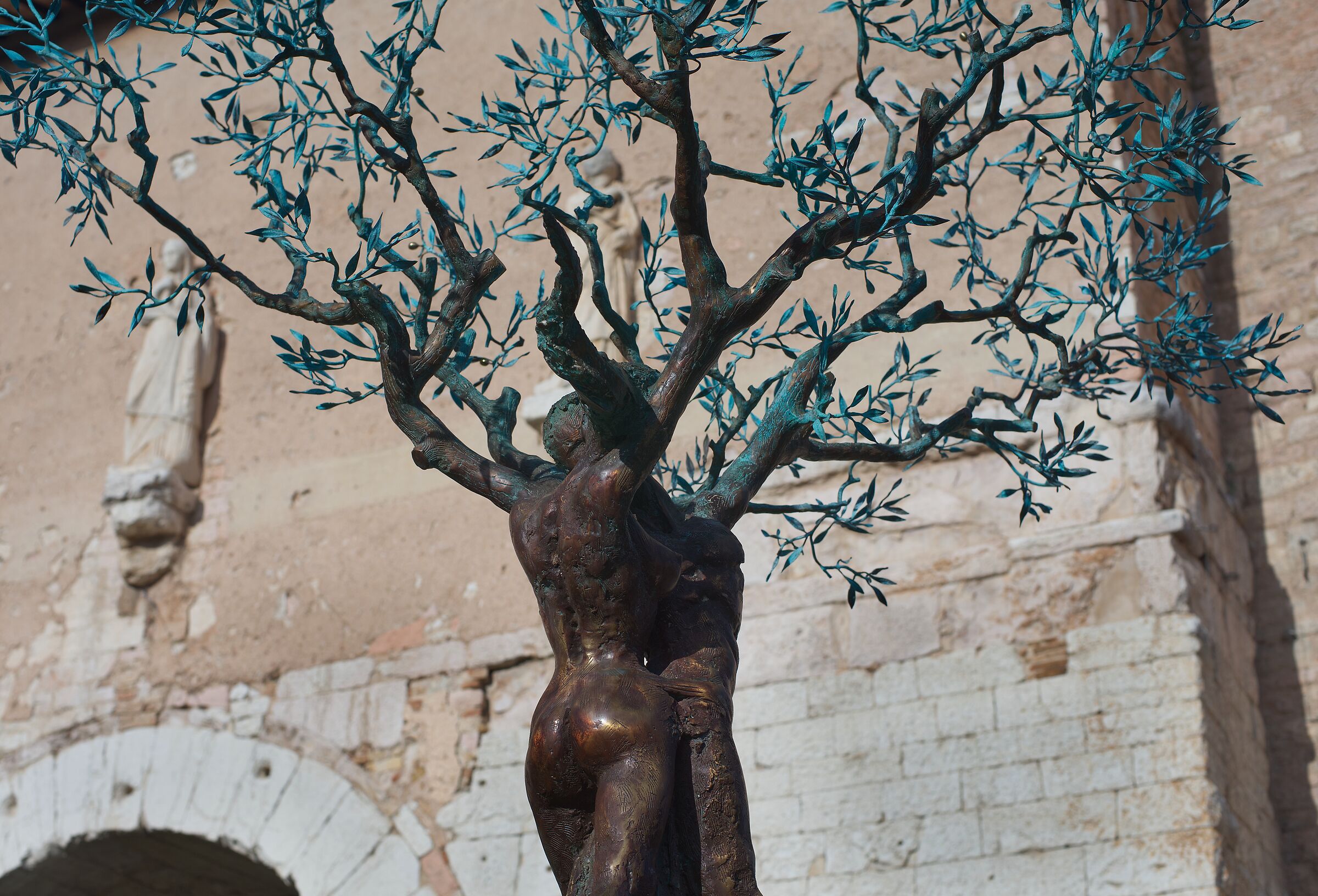 A tribute to Spello's olive trees