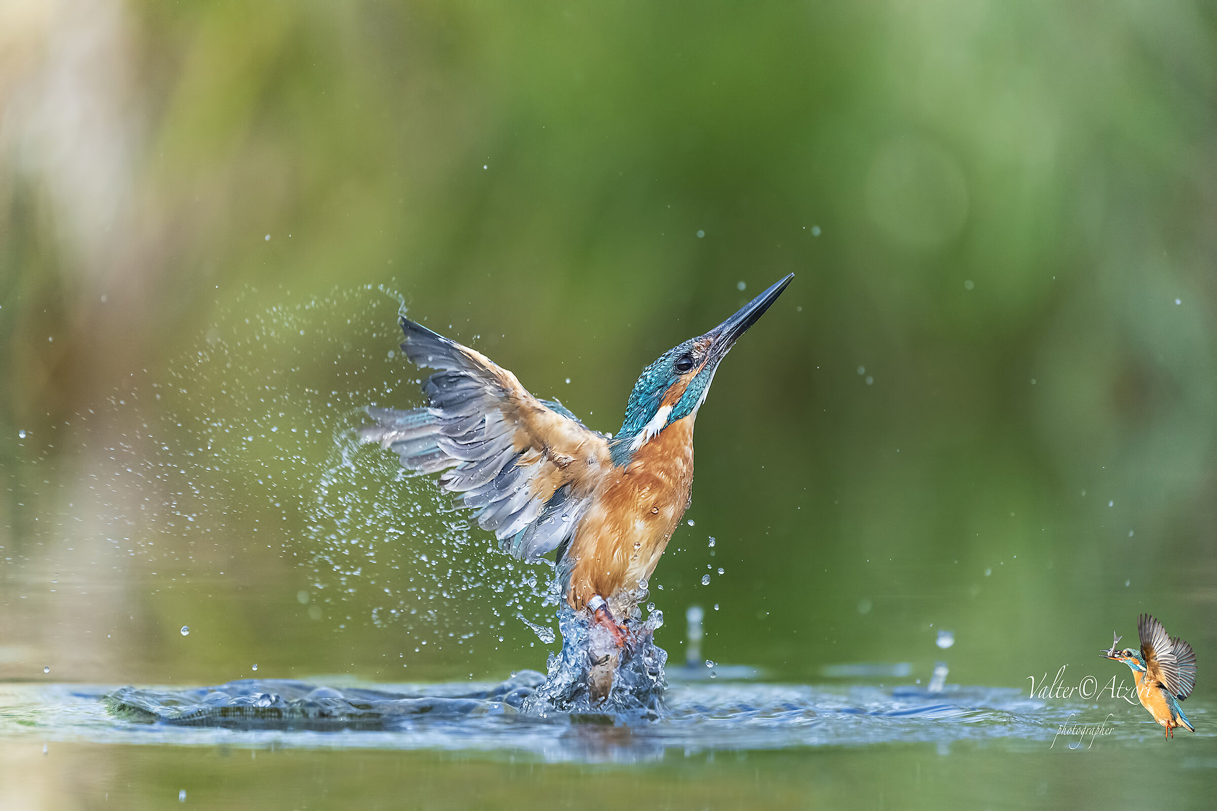 Kingfisher