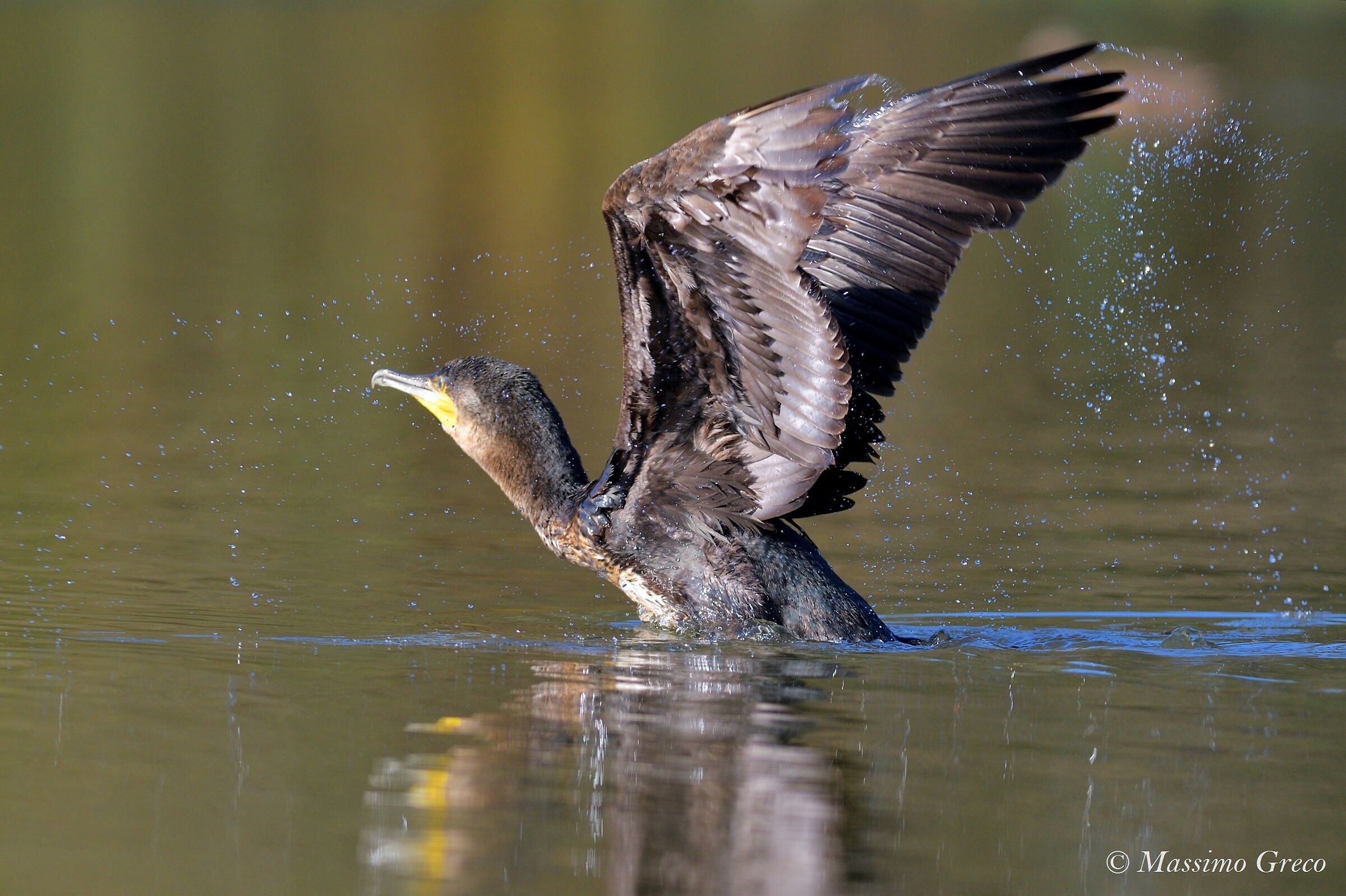 Cormorano taking off