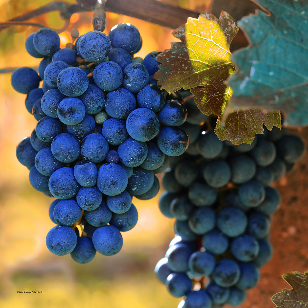 Grappoli dimenticati