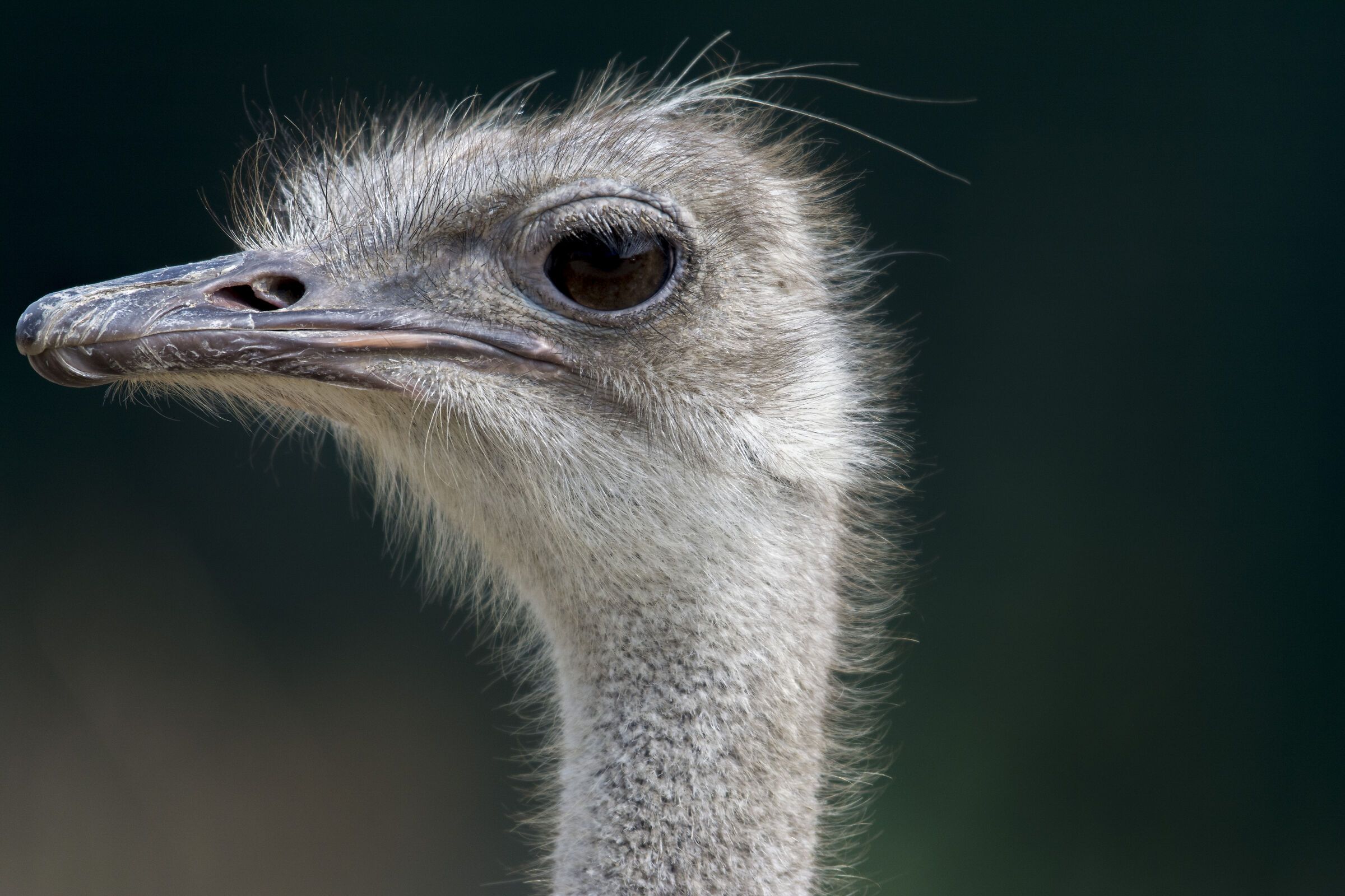 Nikon d5200 Sigma 120-400