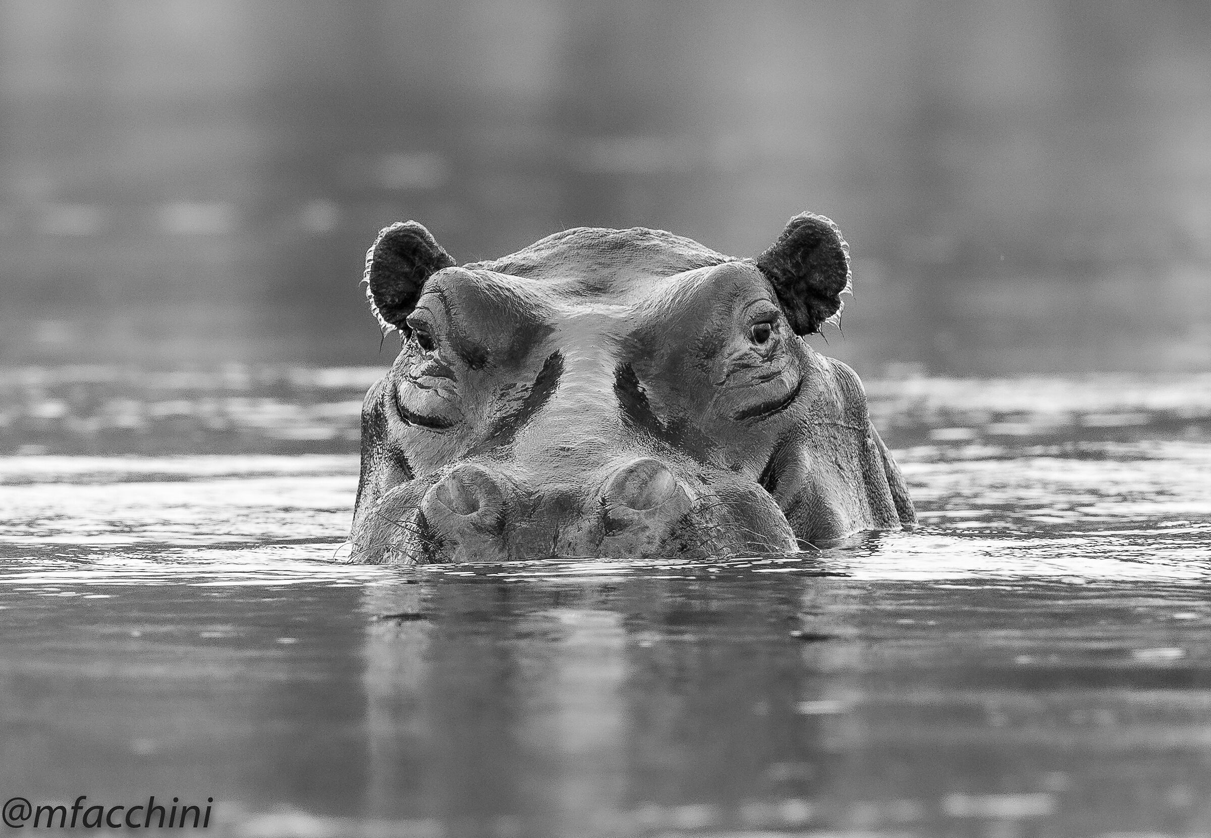 Hippo