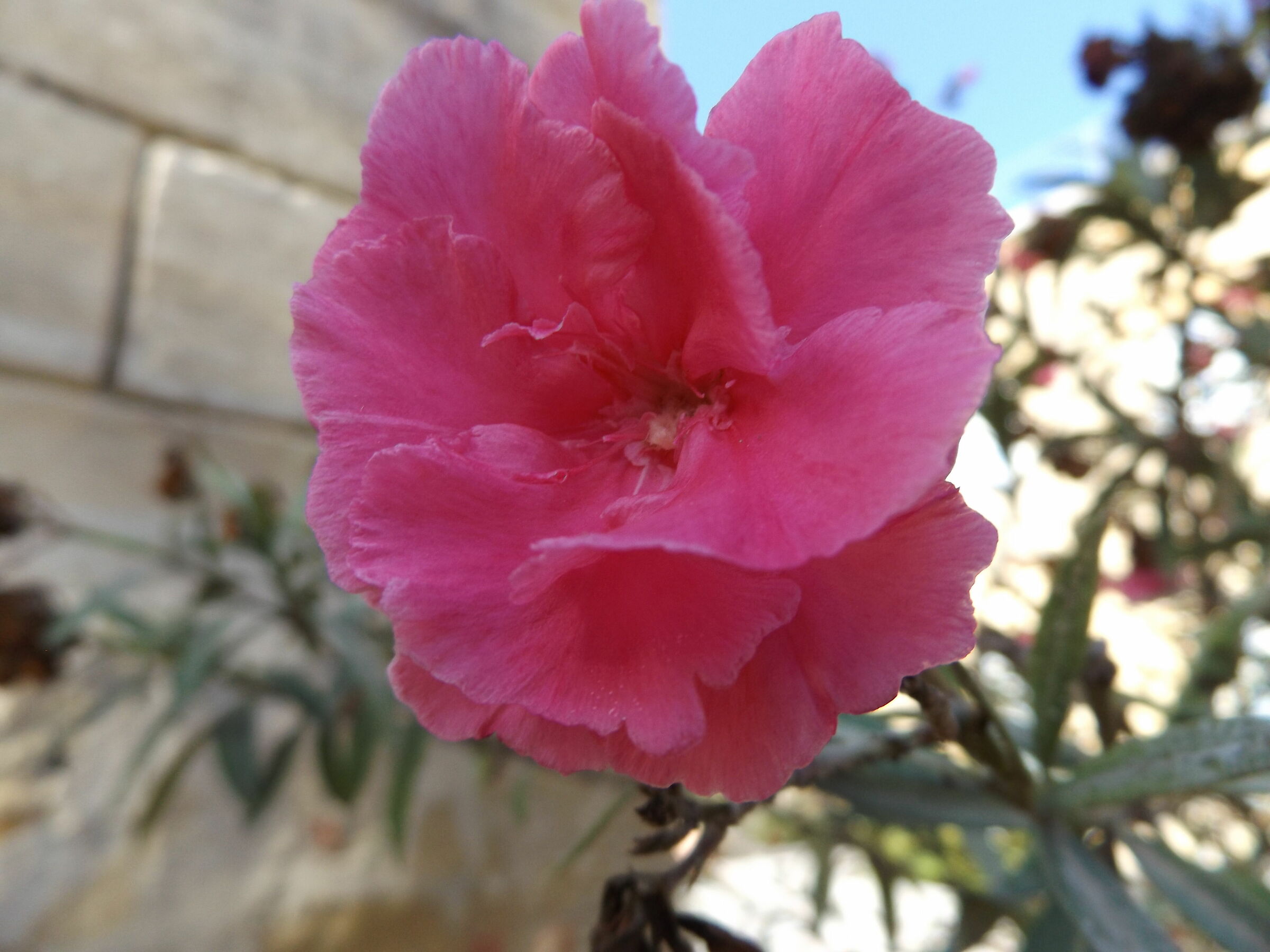 Pink flower