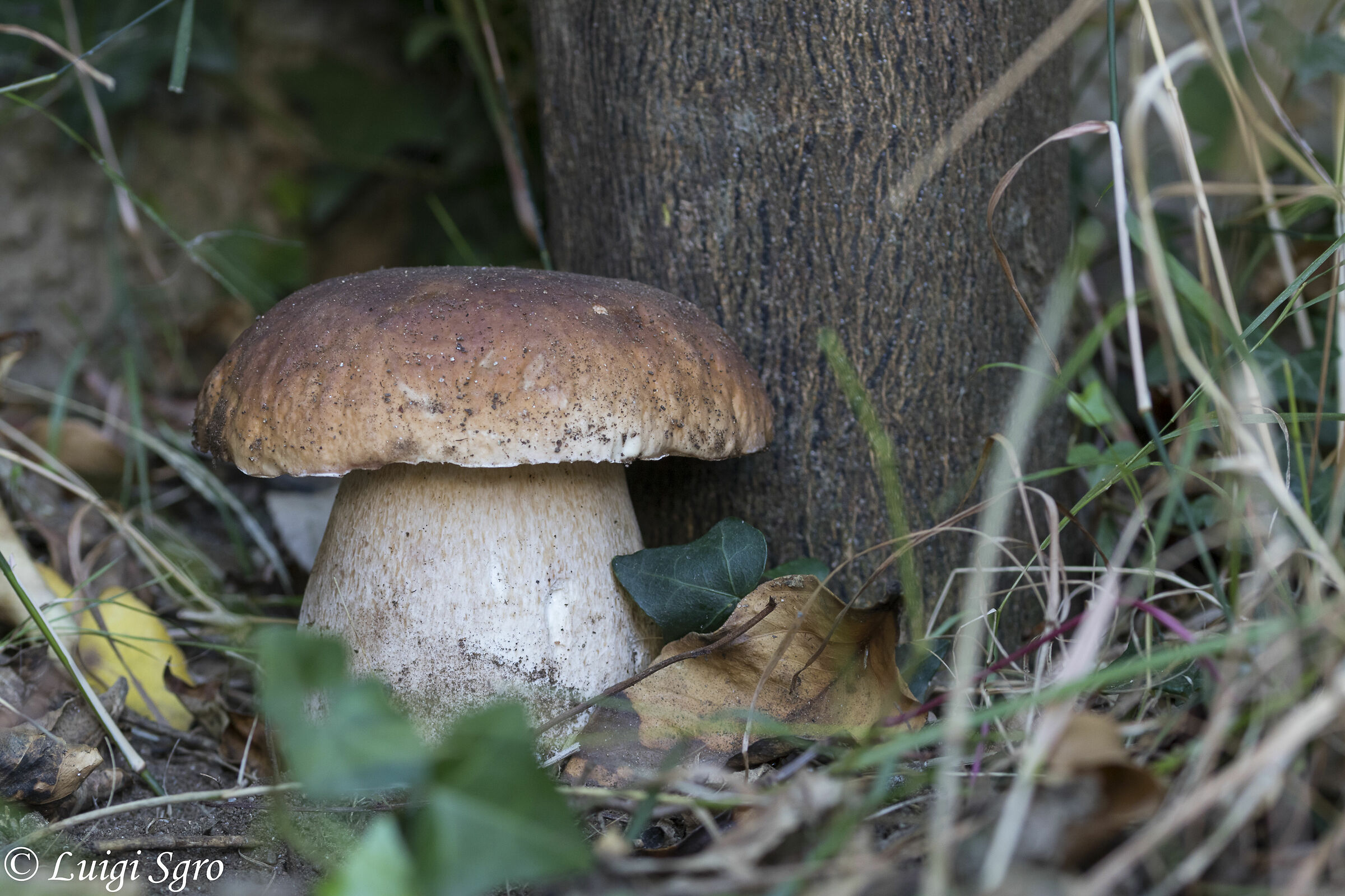Boletus