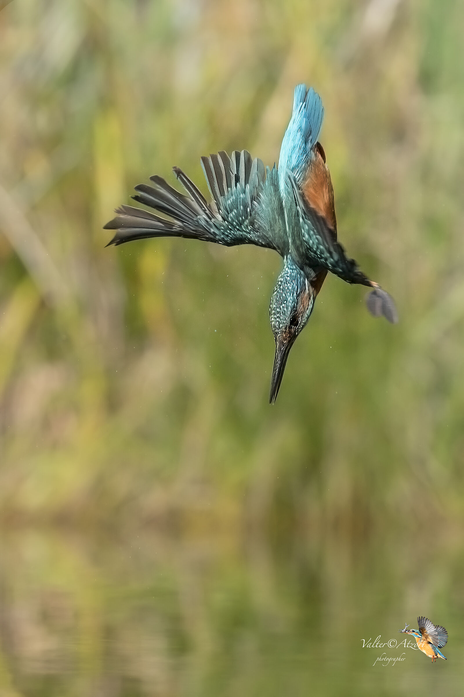 Picchiata ad ali aperte